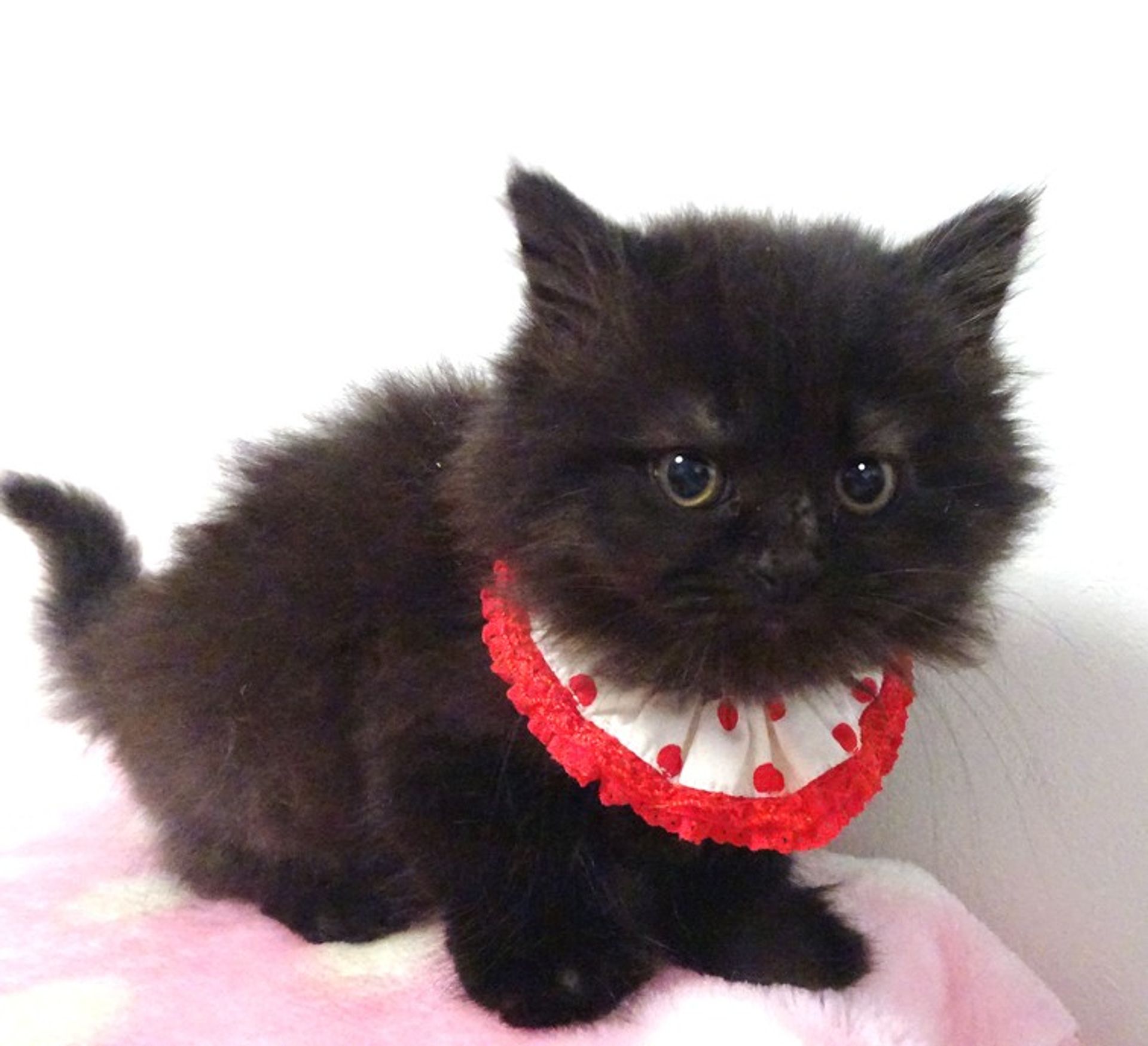 雑種（ミックス猫）・メスの里親募集の写真
