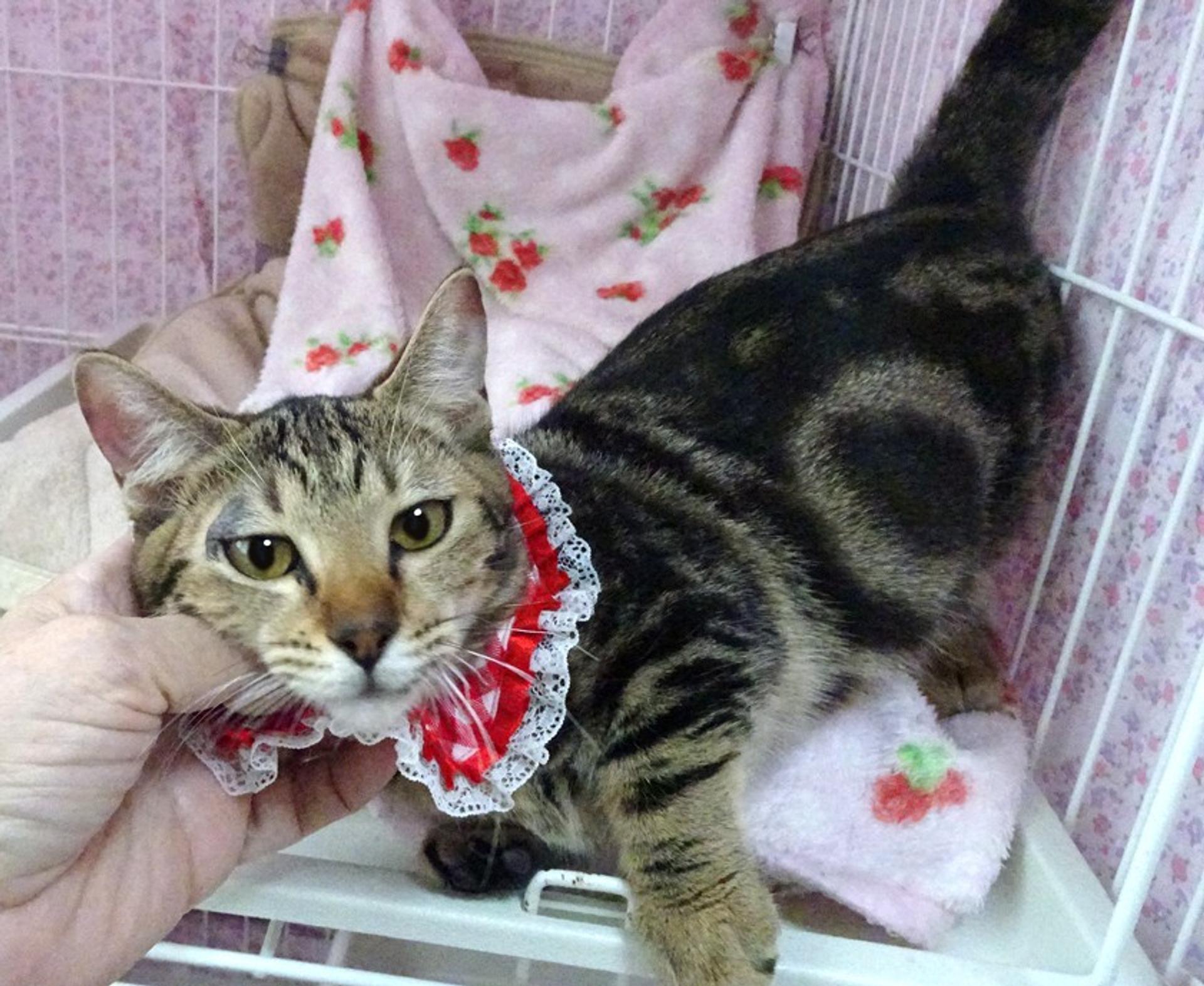 pet-image-2