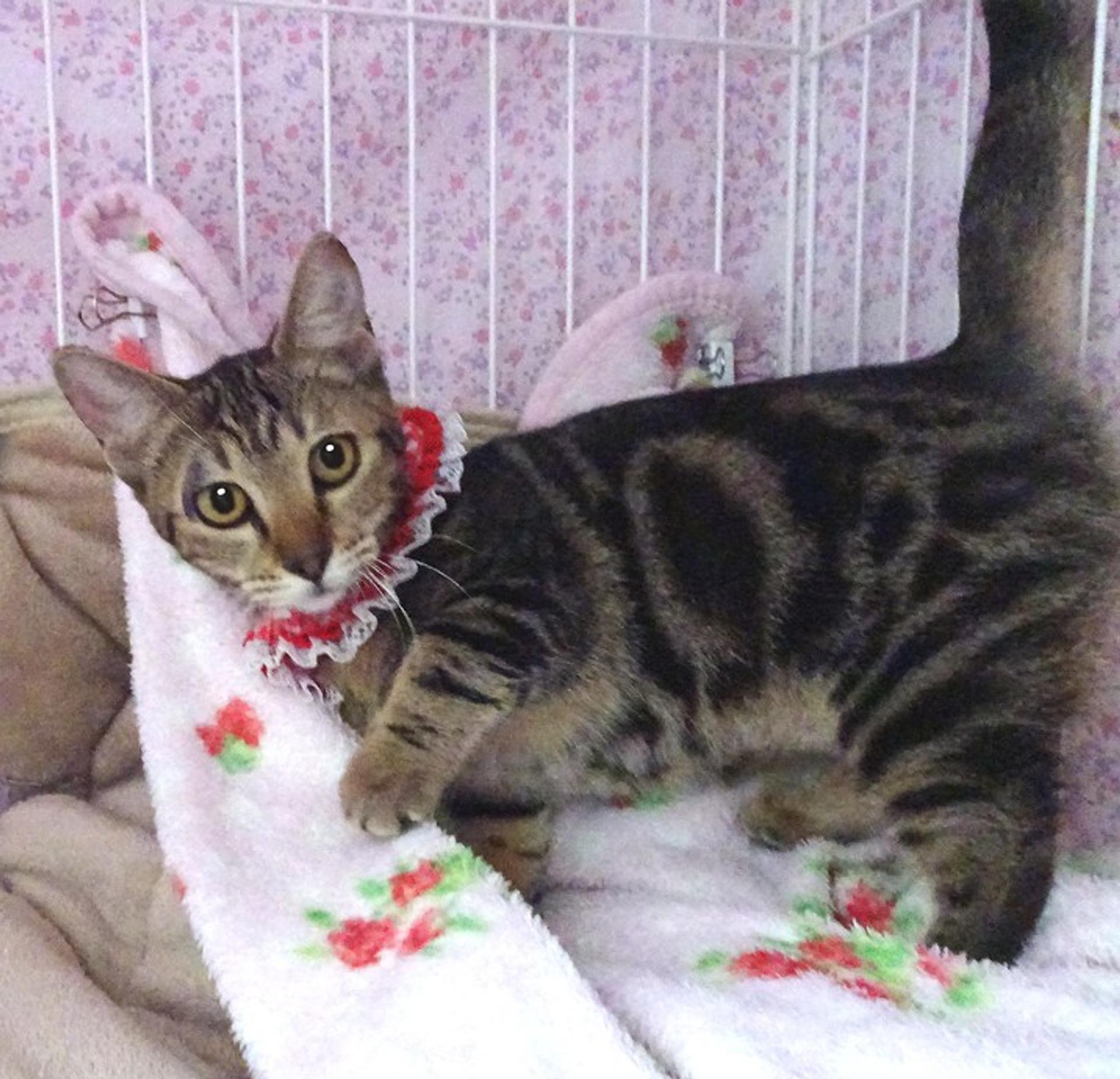 pet-image-4