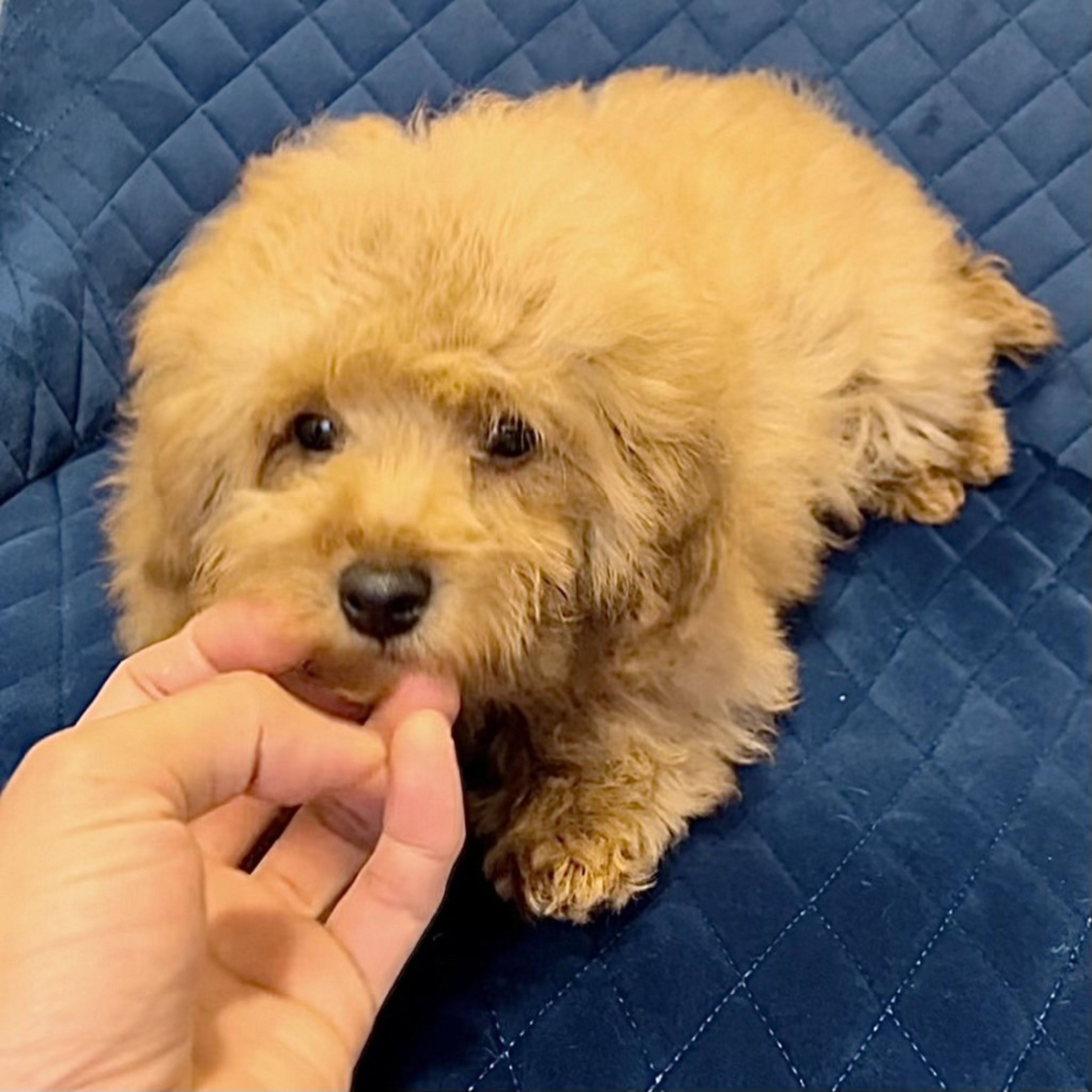 pet-image-5