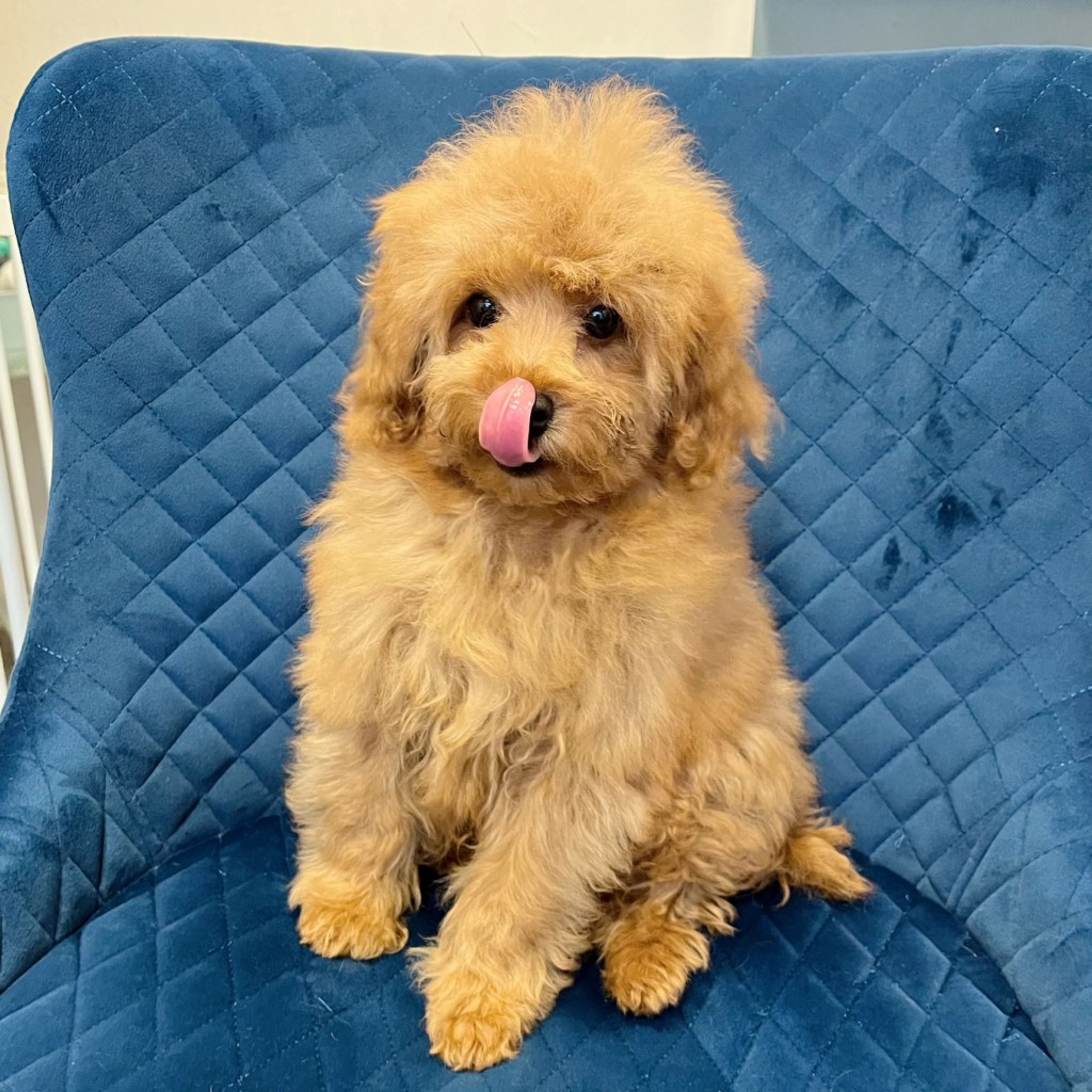 pet-image-2