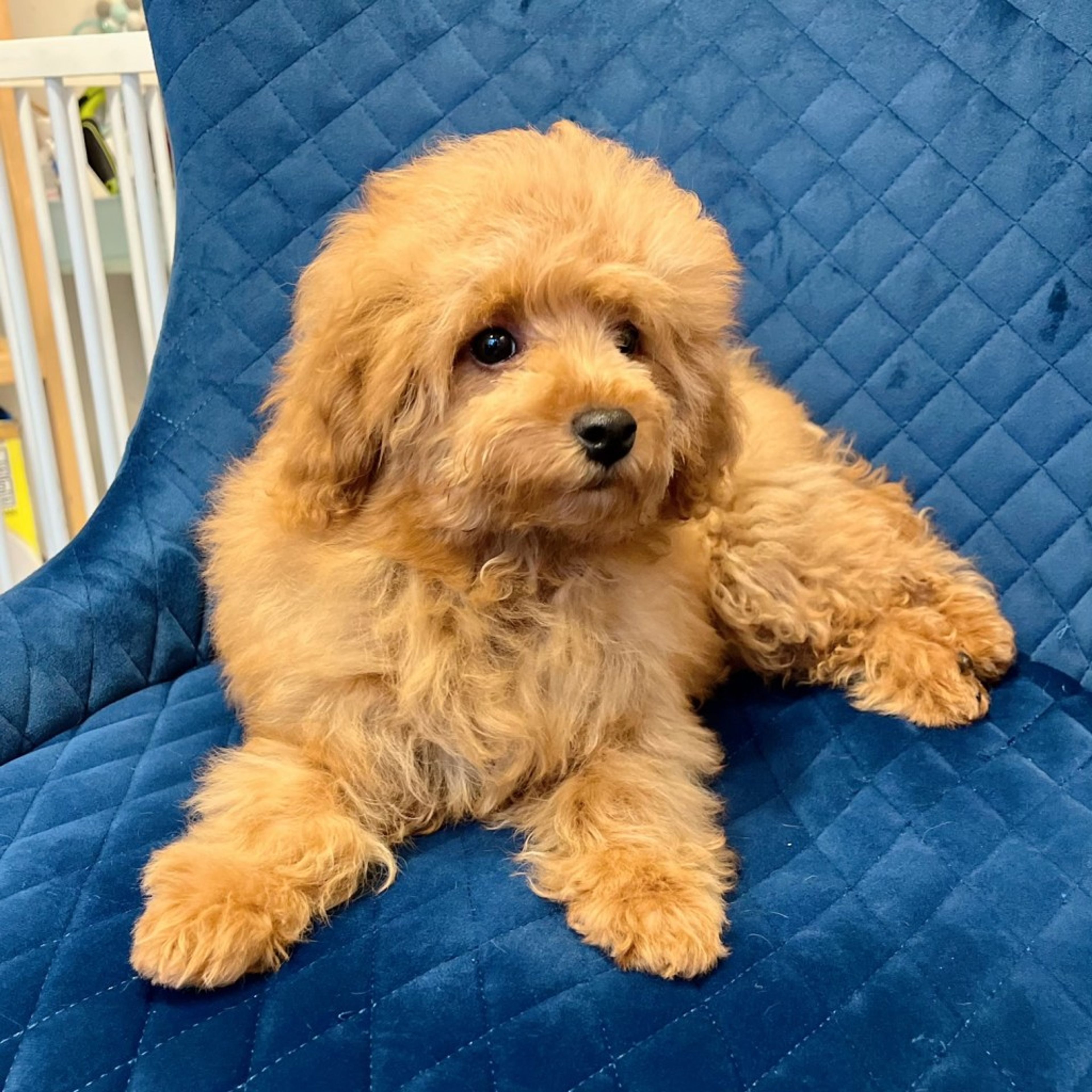 pet-image-3