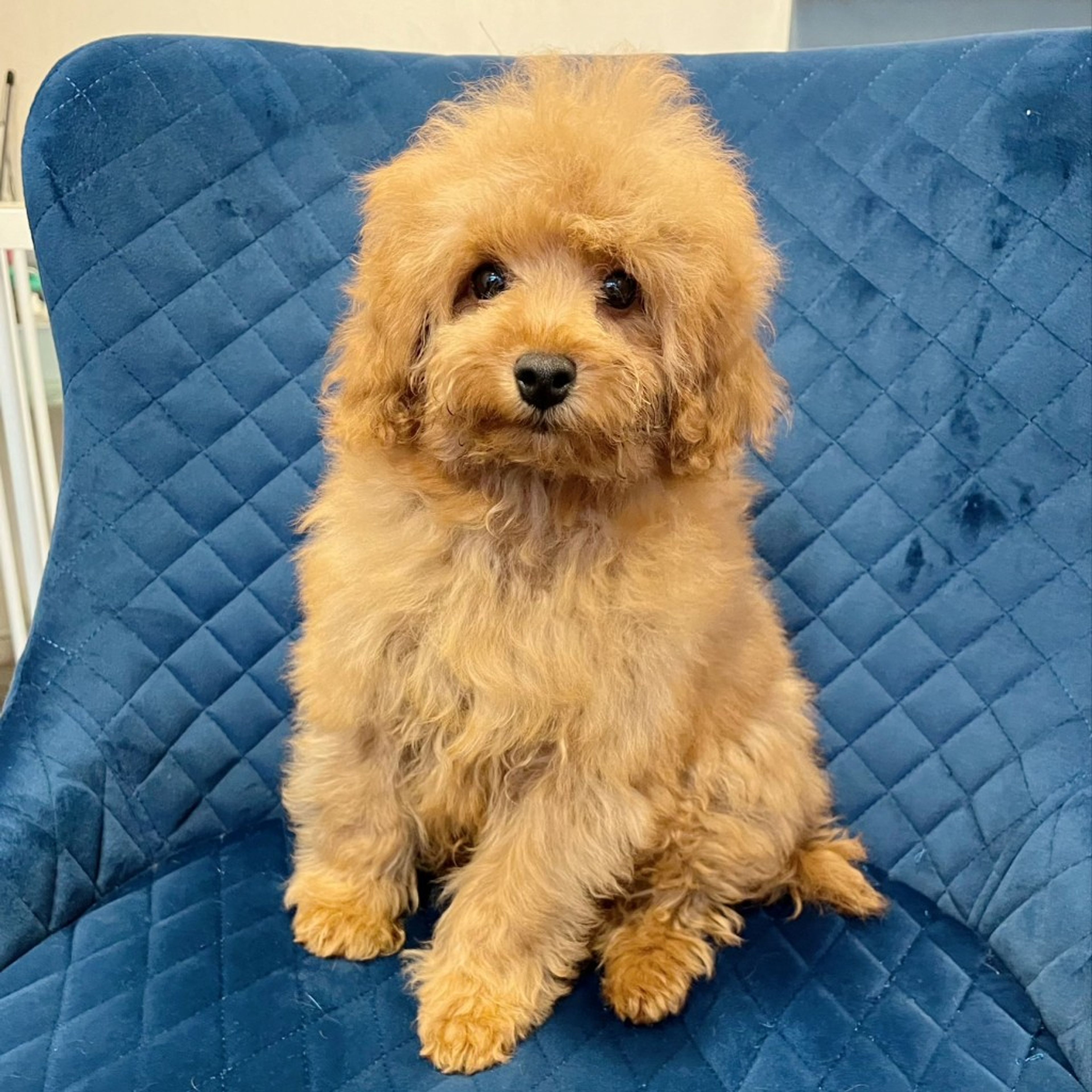 pet-image-4
