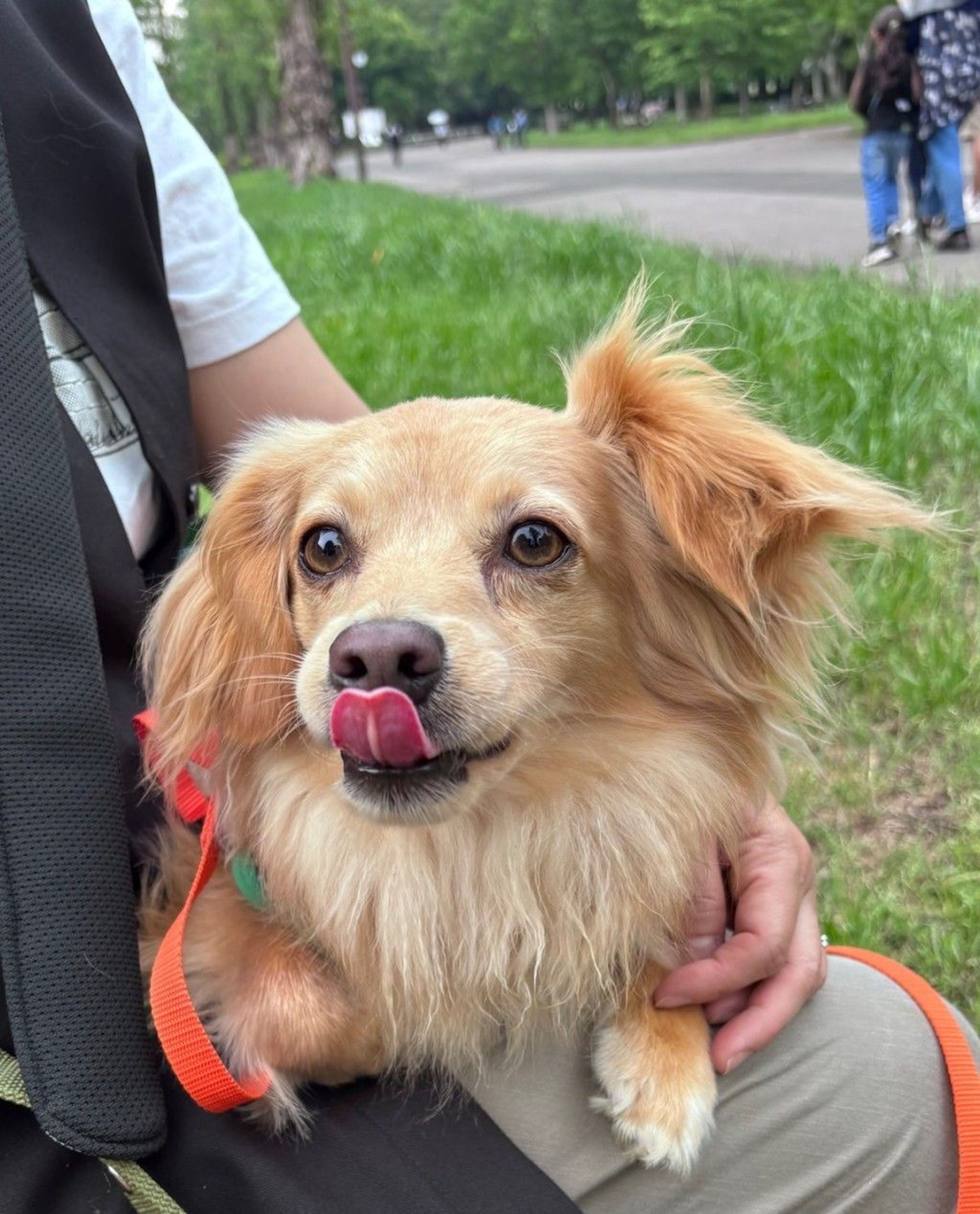 雑種（ミックス犬）・オスの里親募集の写真
