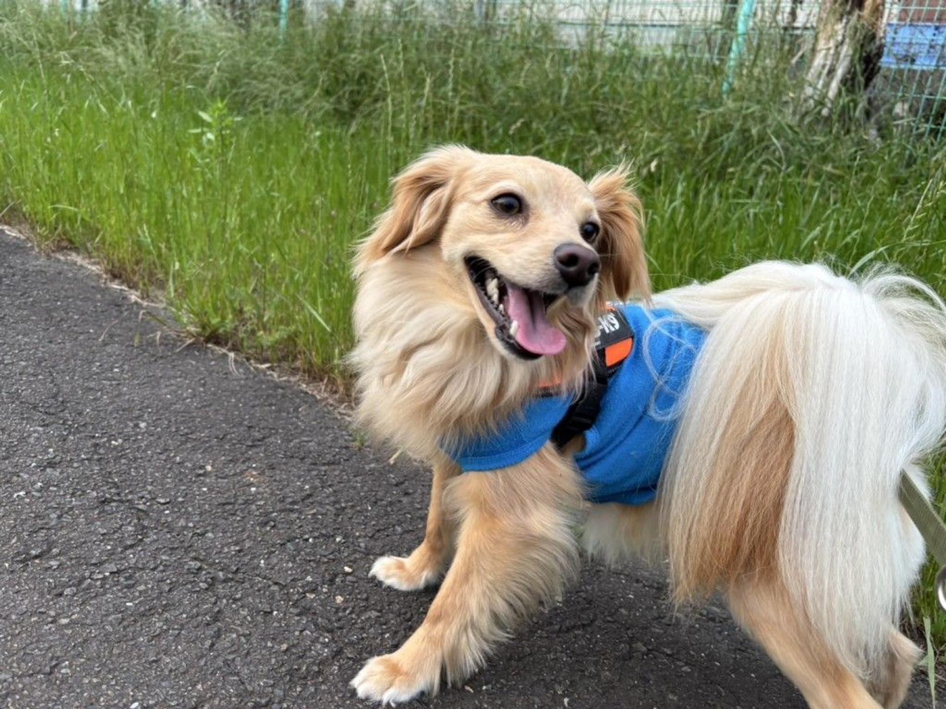 pet-image-3