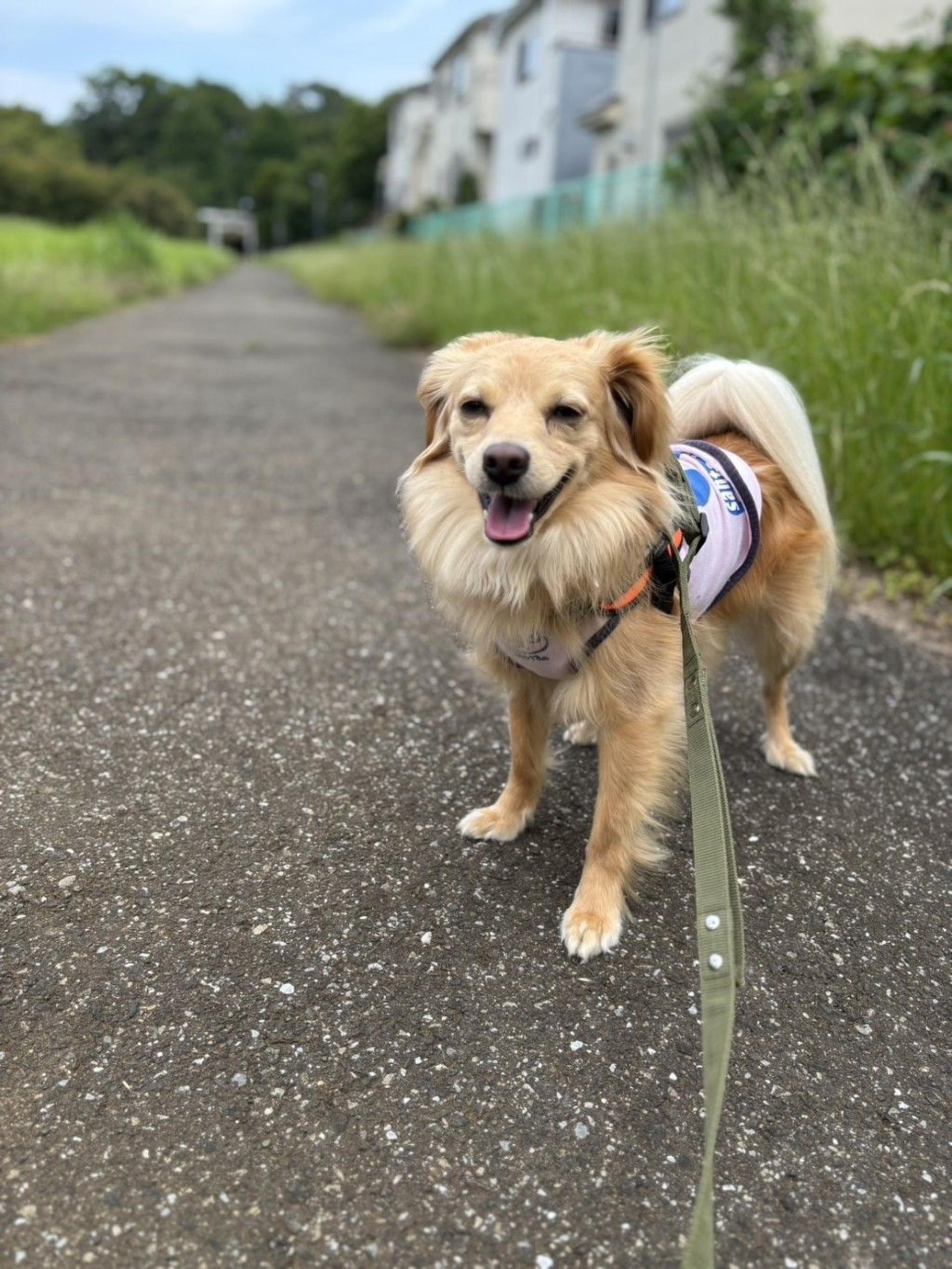 pet-image-4
