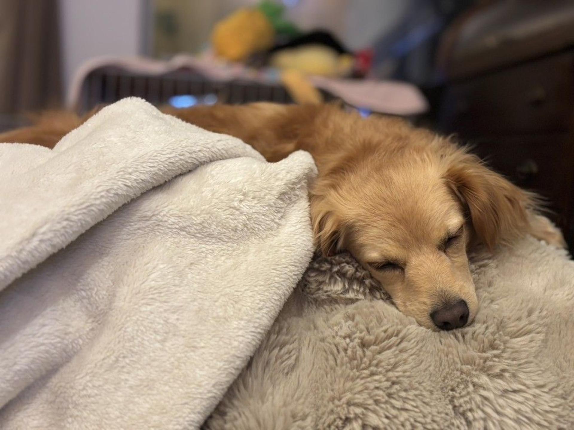 pet-image-6