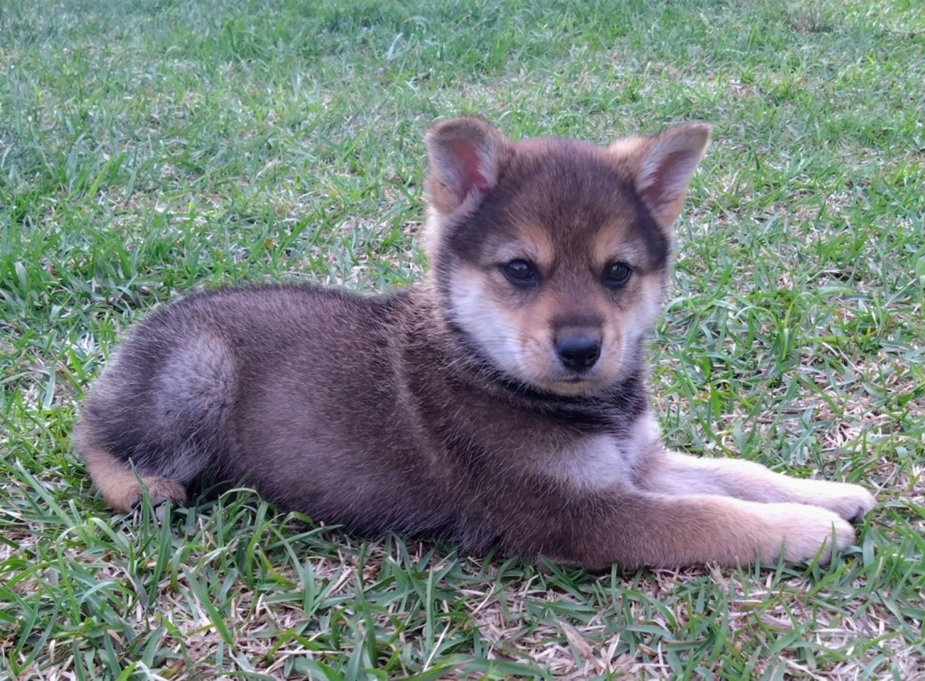 pet-image-4