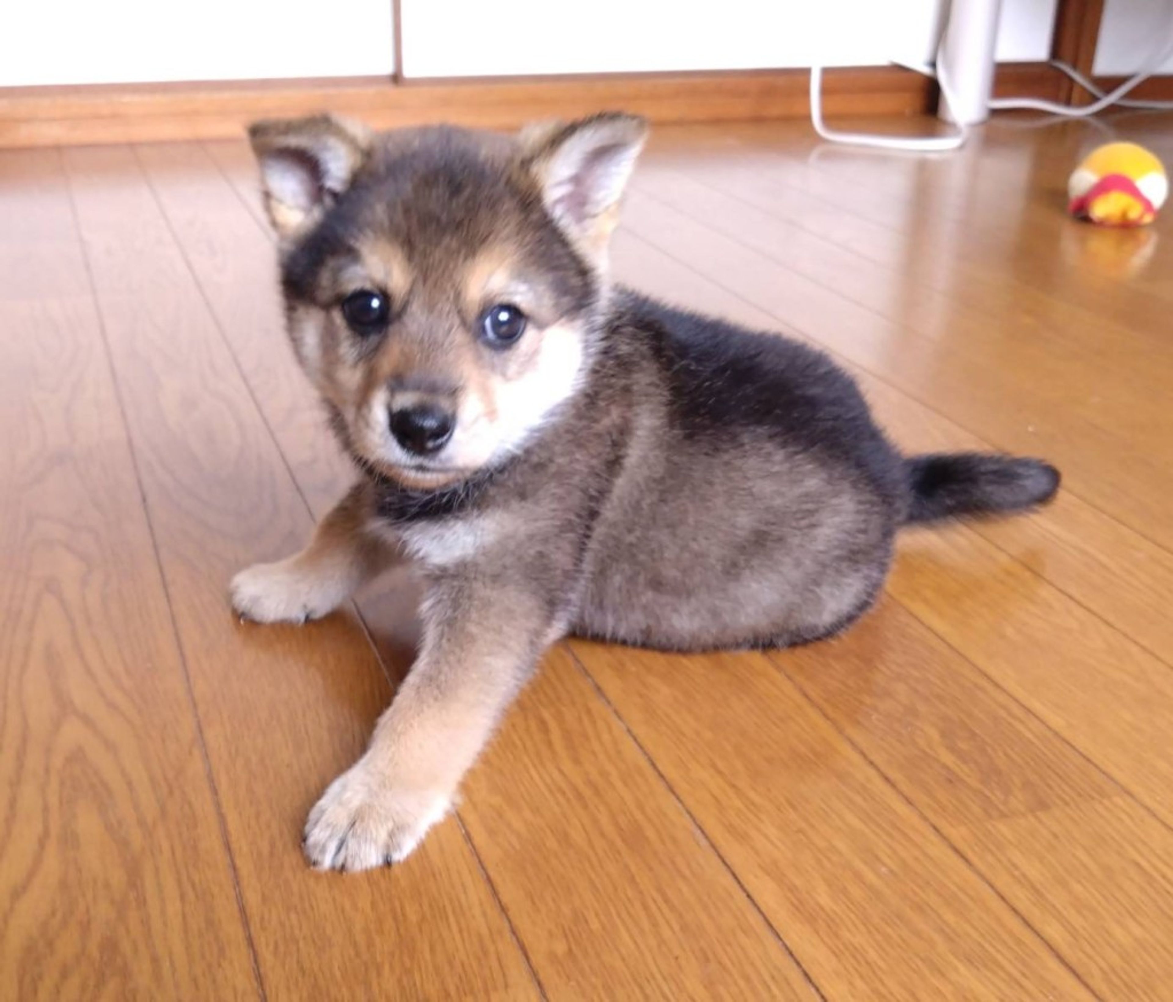 pet-image-3