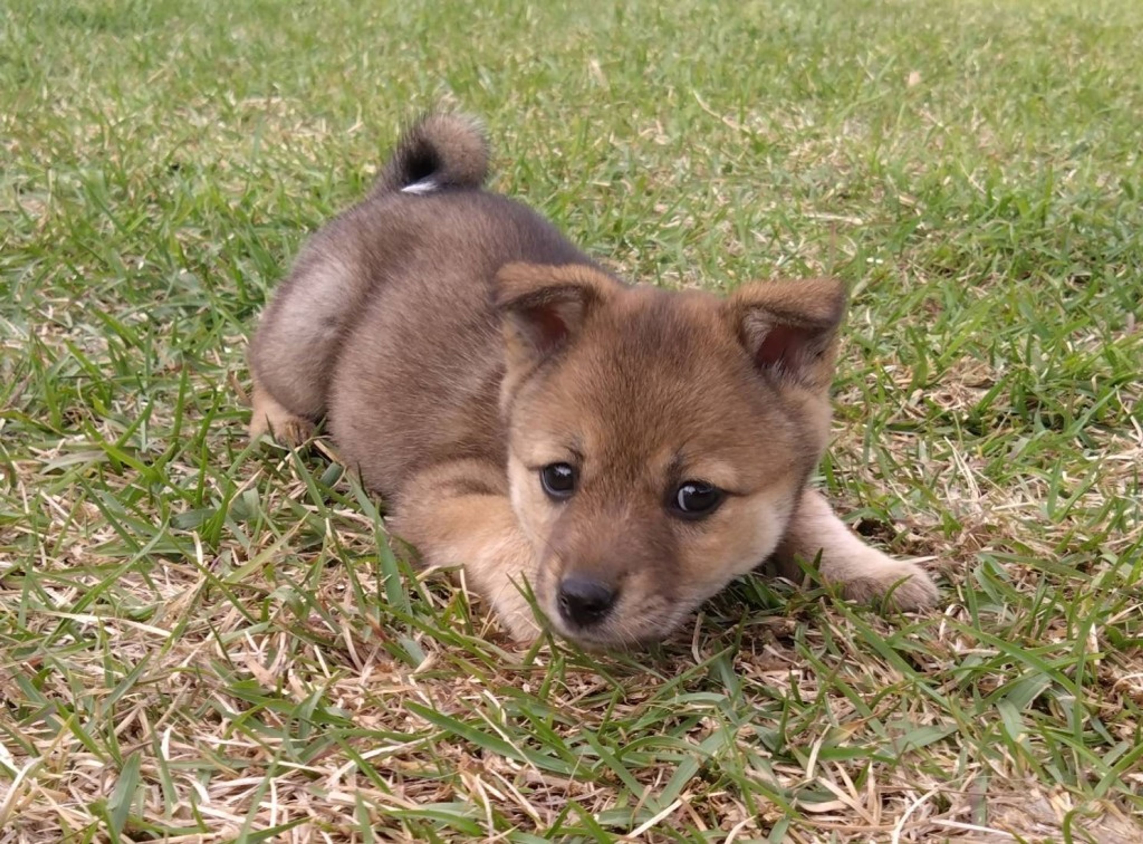 pet-image-5