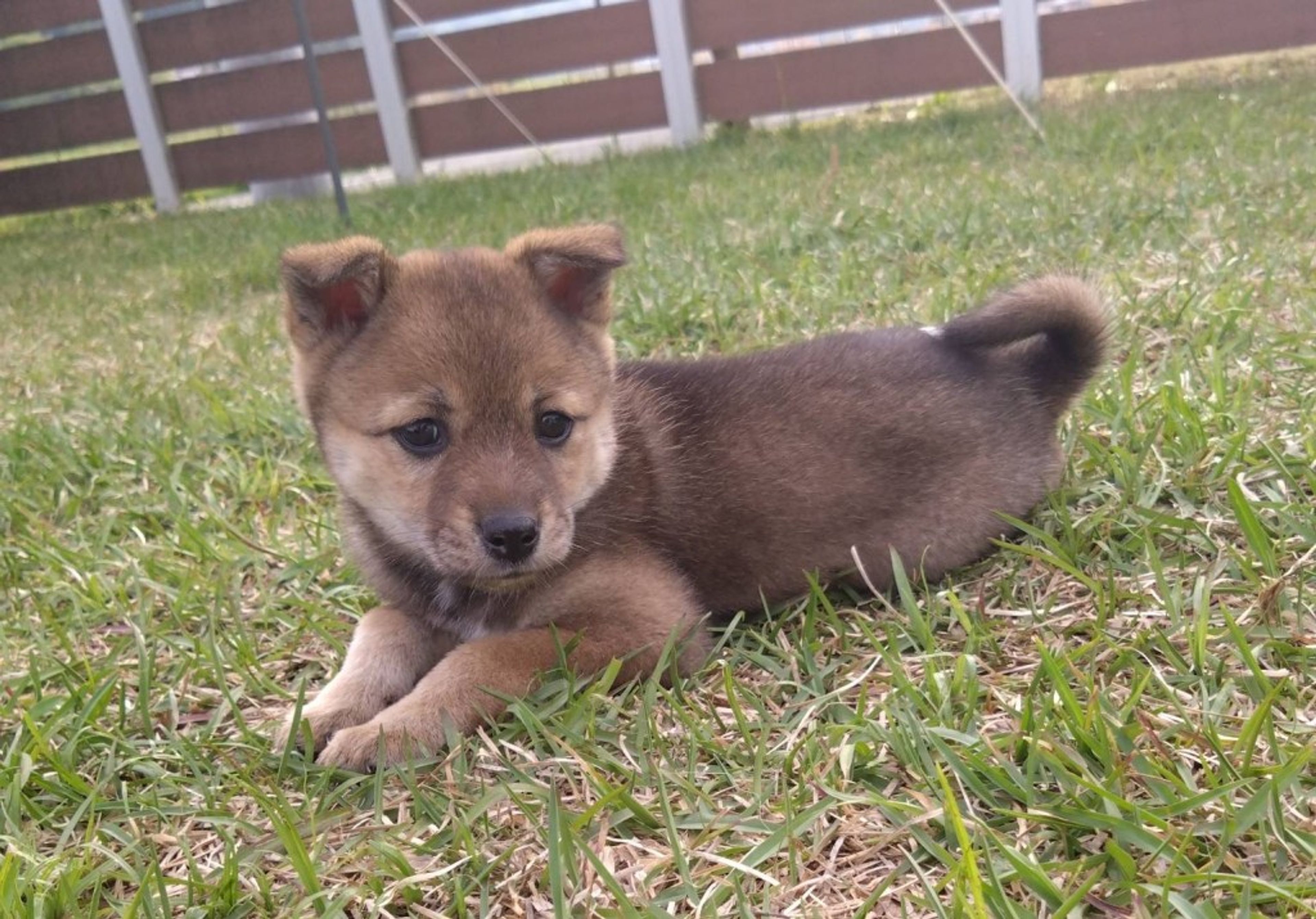pet-image-2