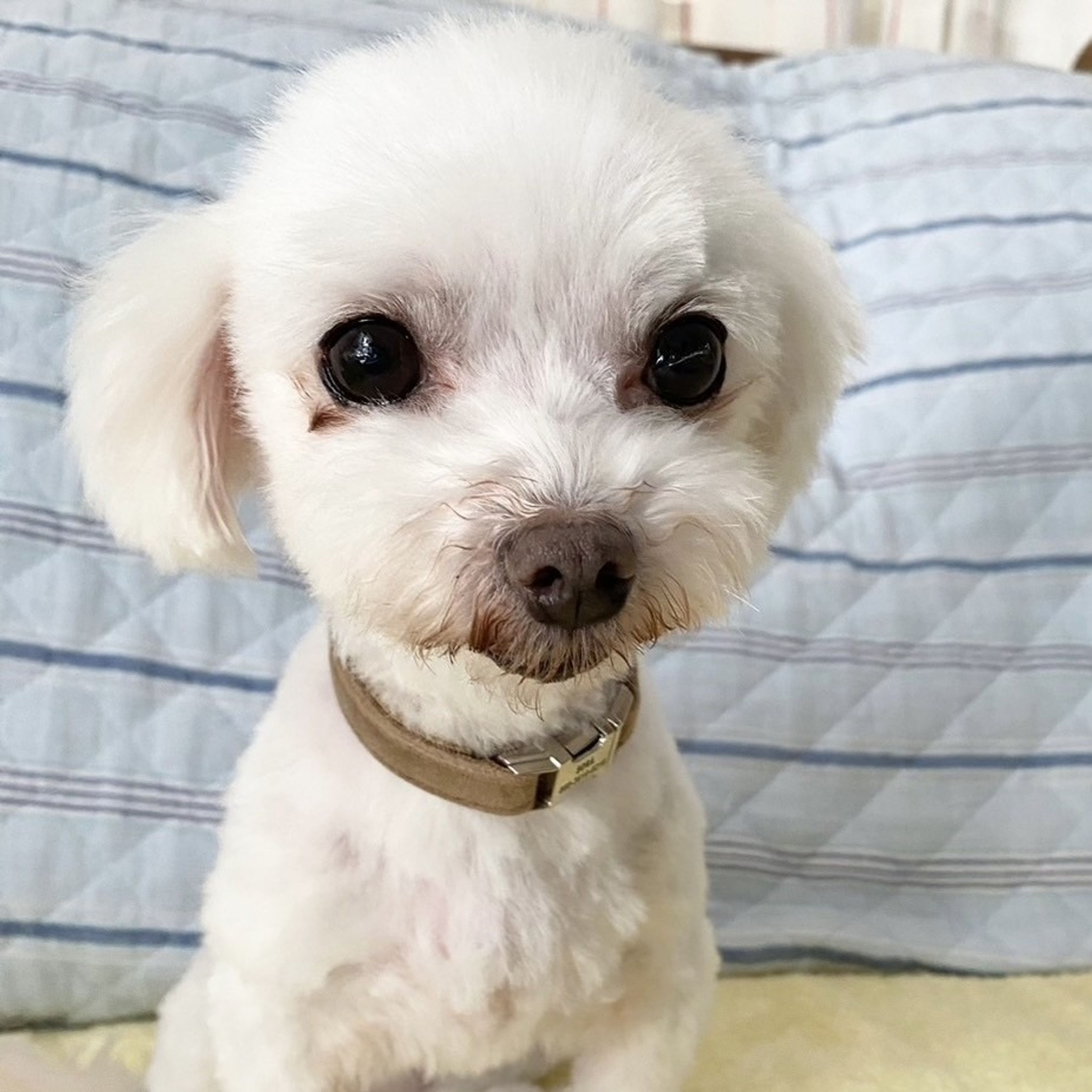 pet-image-2