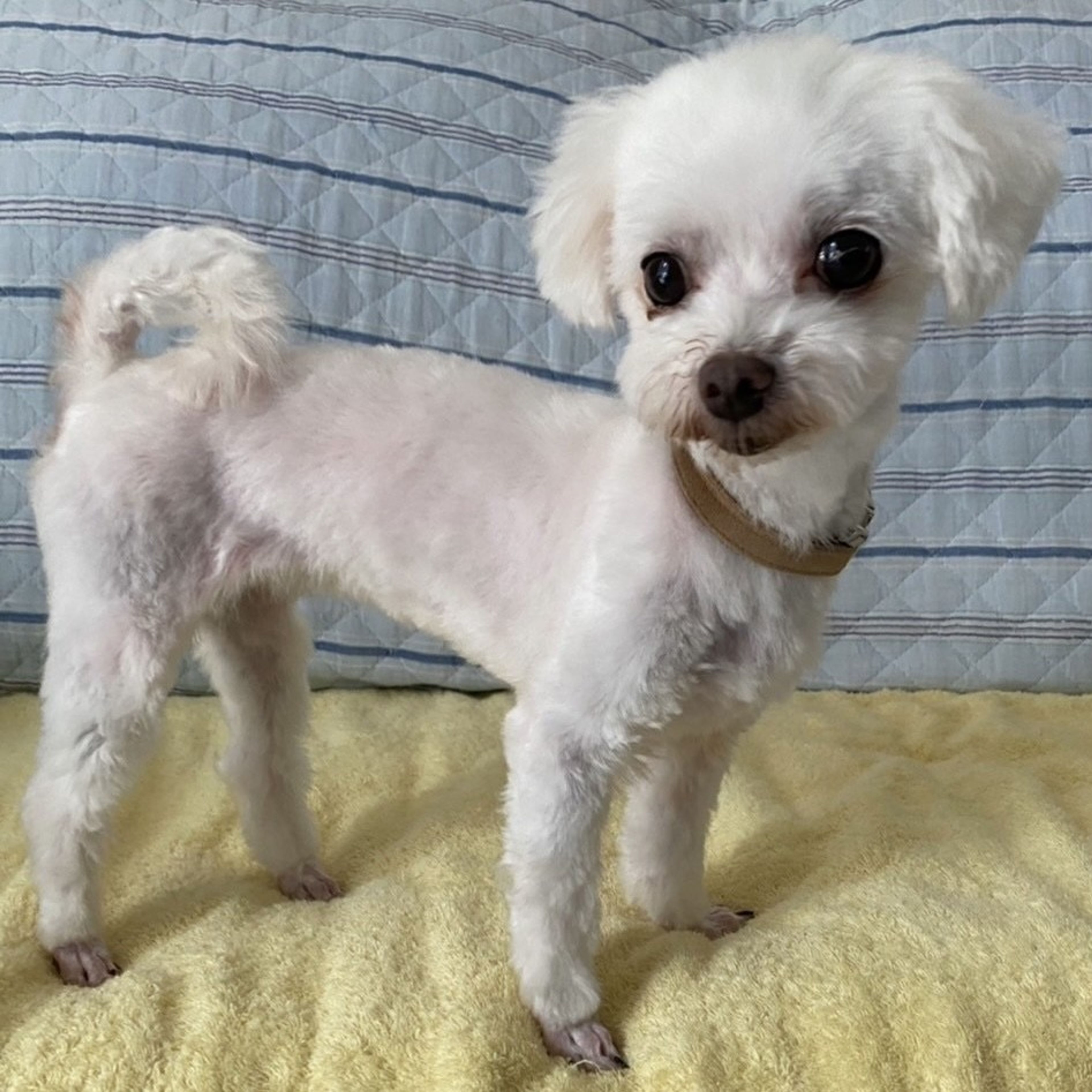 pet-image-4