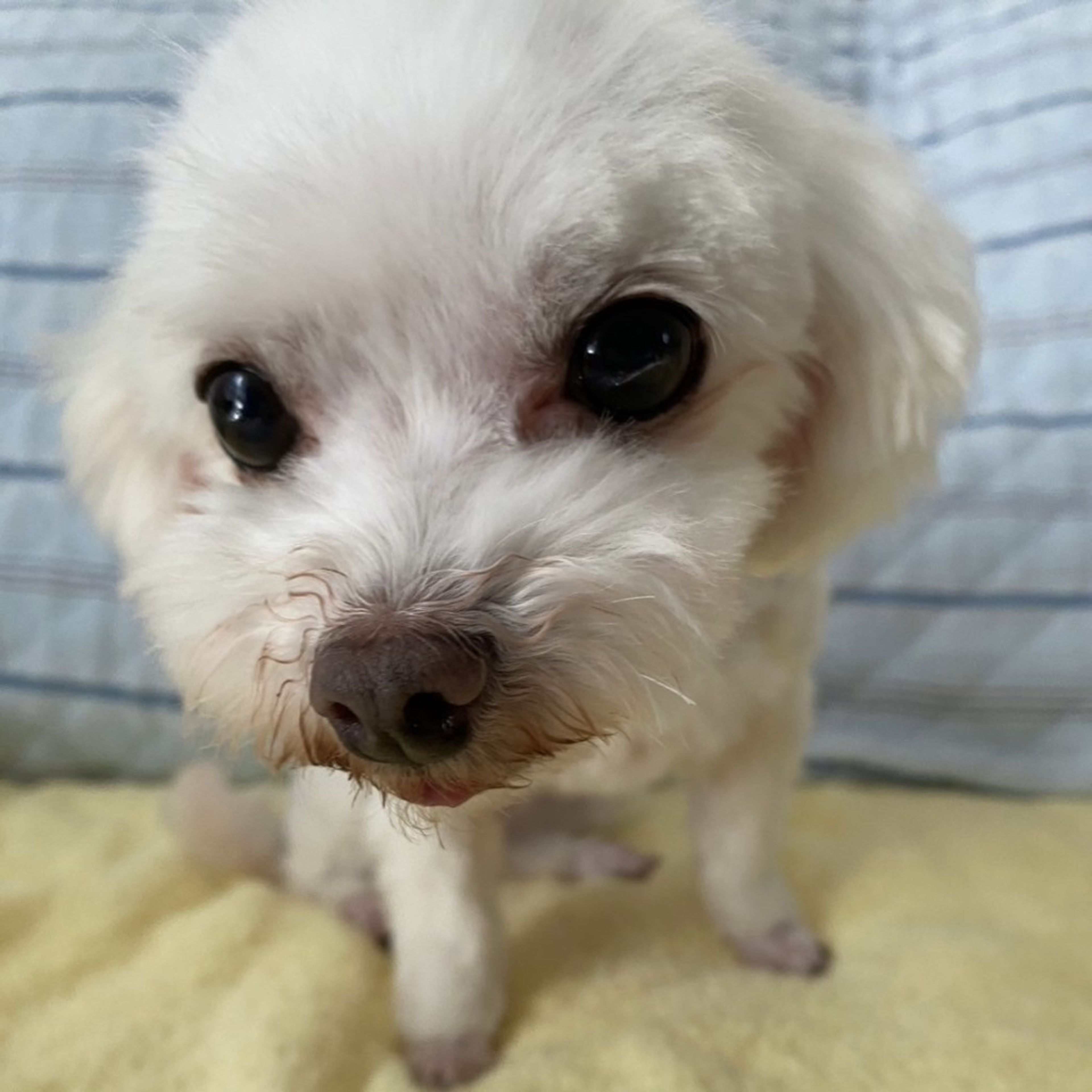 pet-image-7