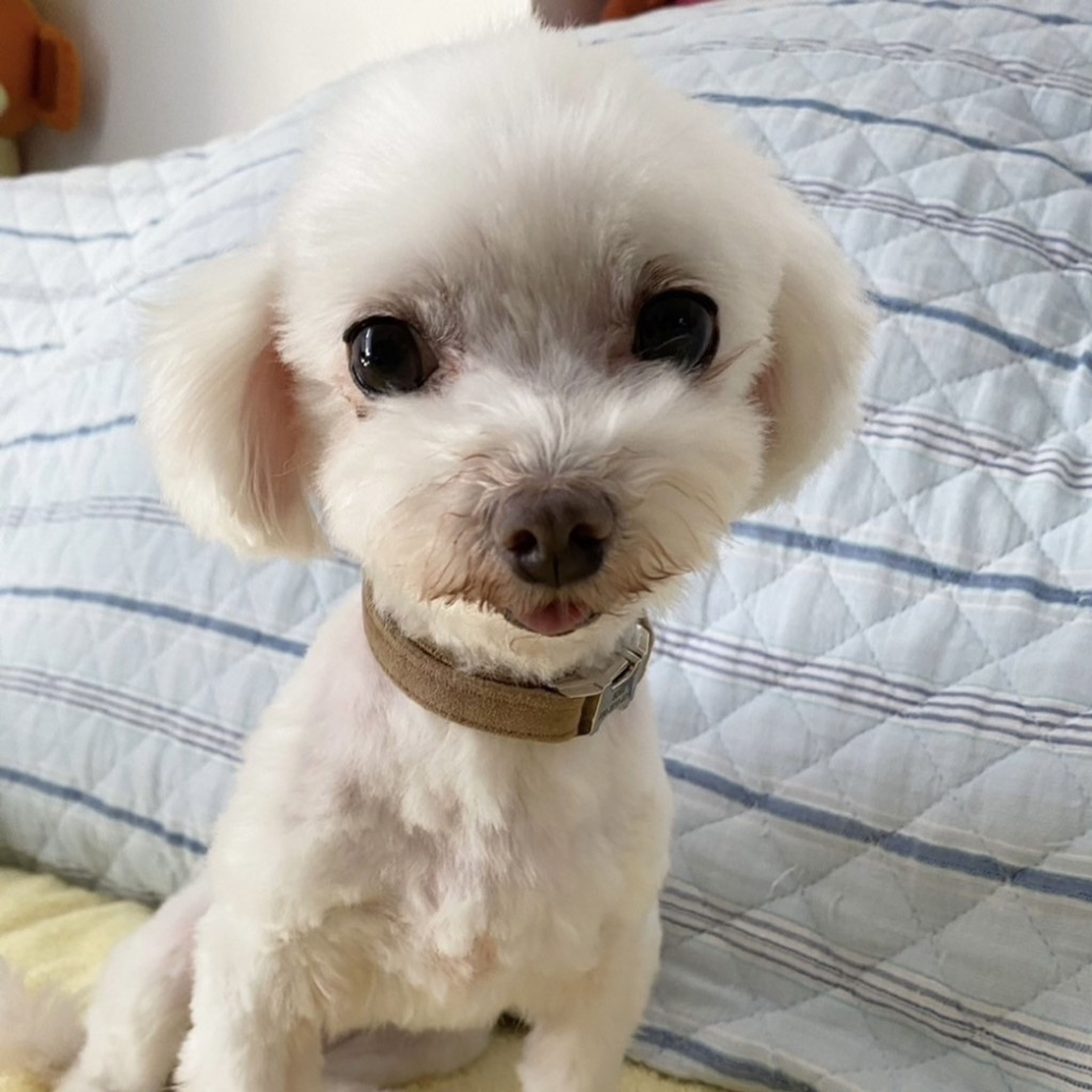 pet-image-3