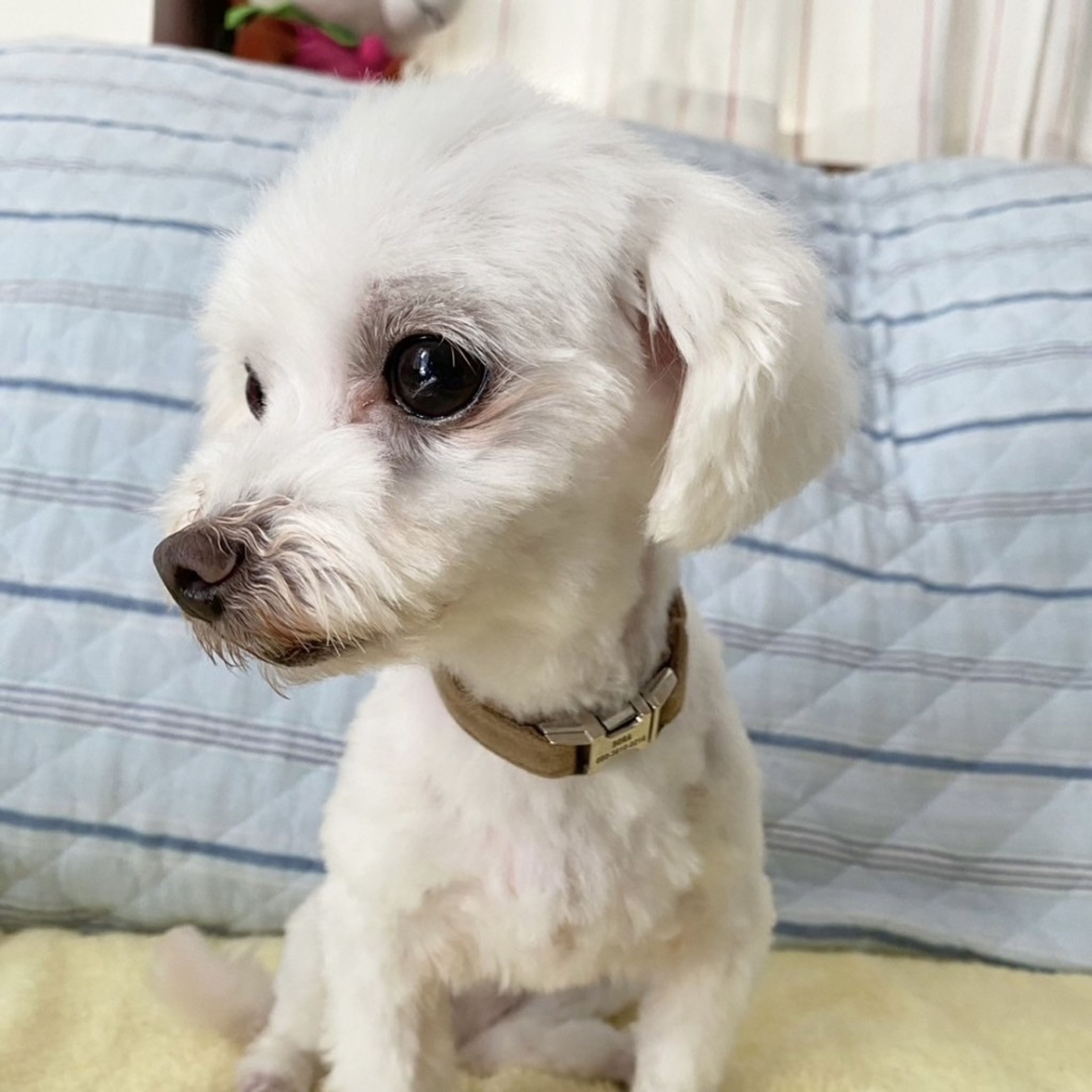 pet-image-6