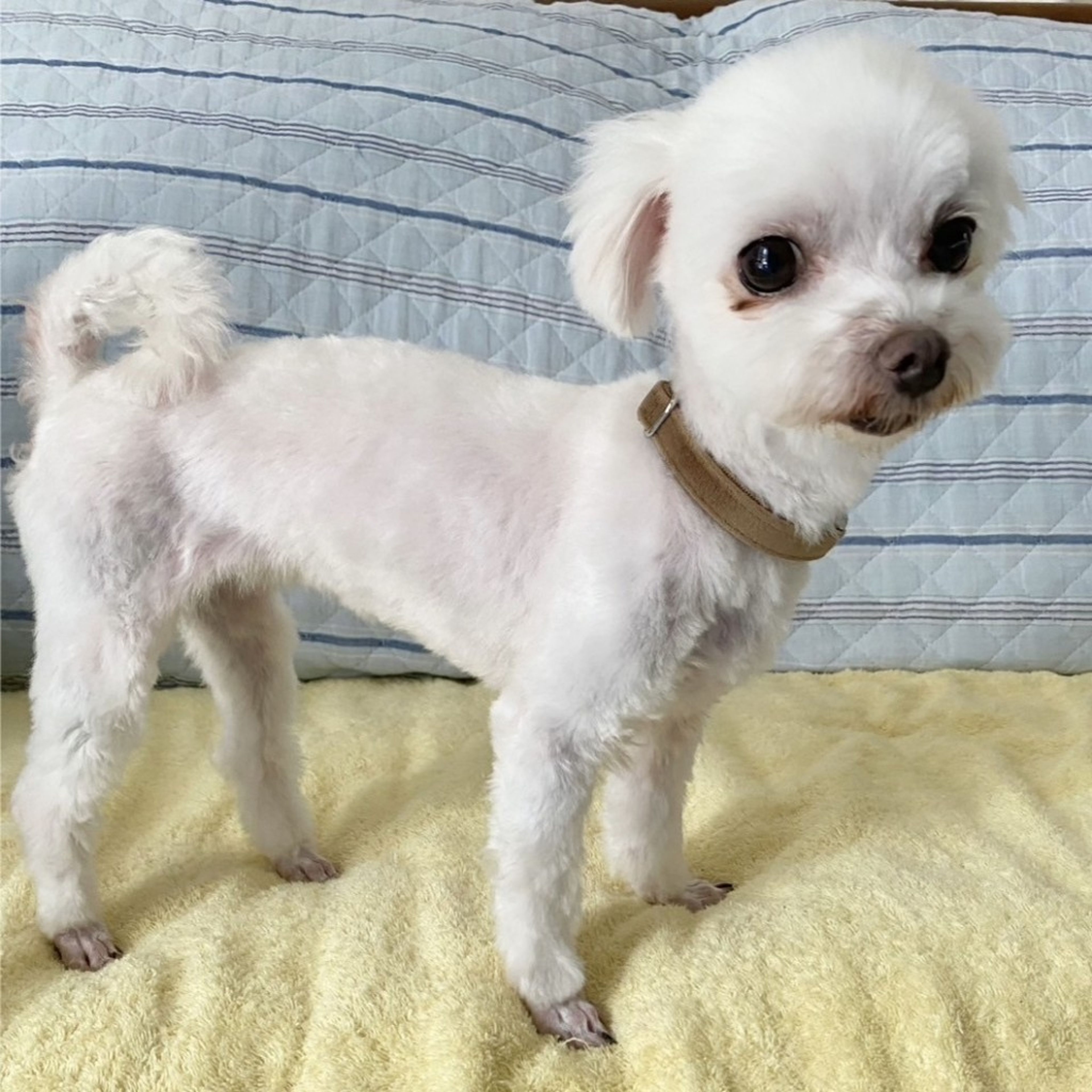 pet-image-5