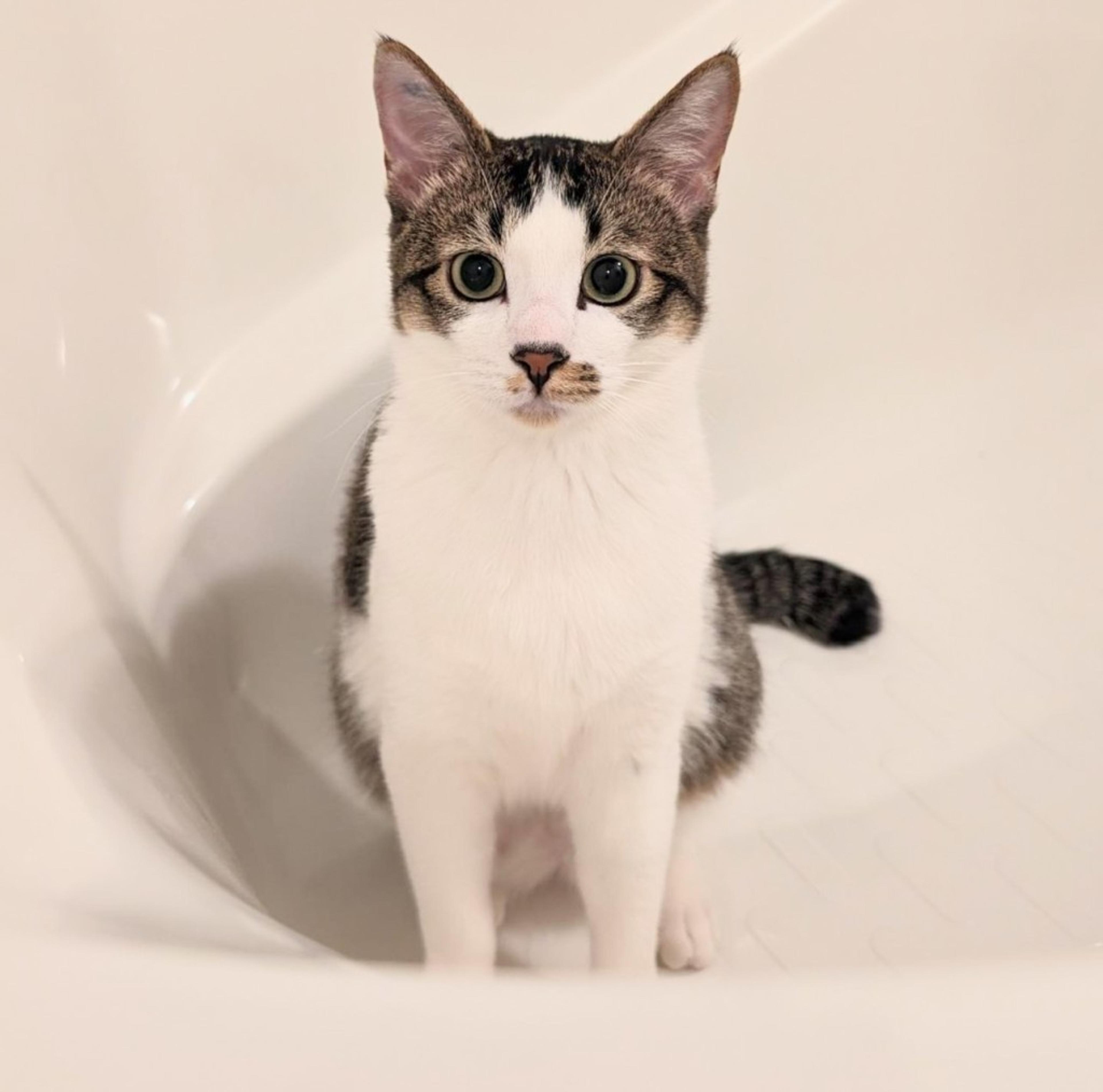 pet-image-2