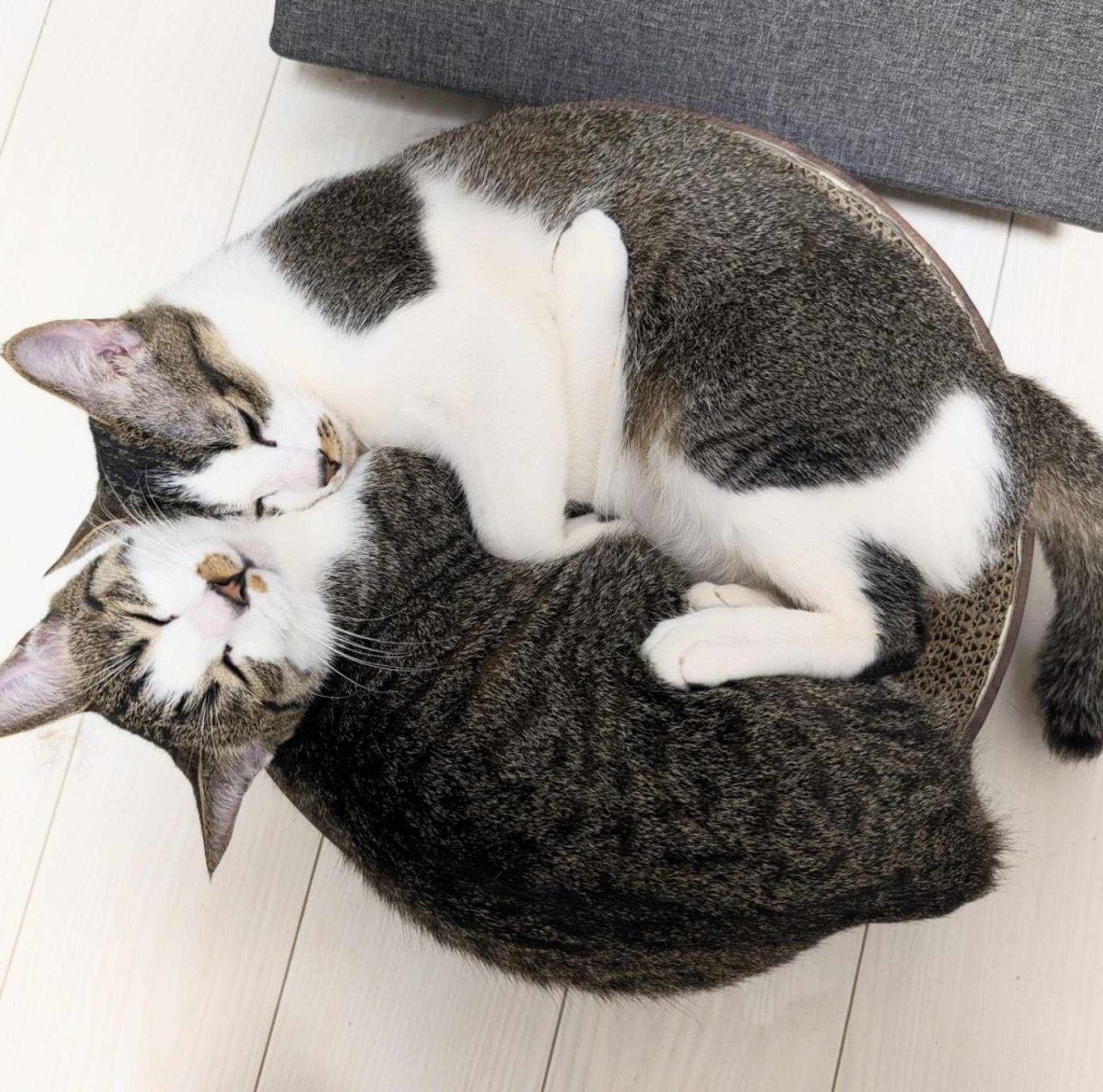 雑種（ミックス猫）・オスの里親募集の写真