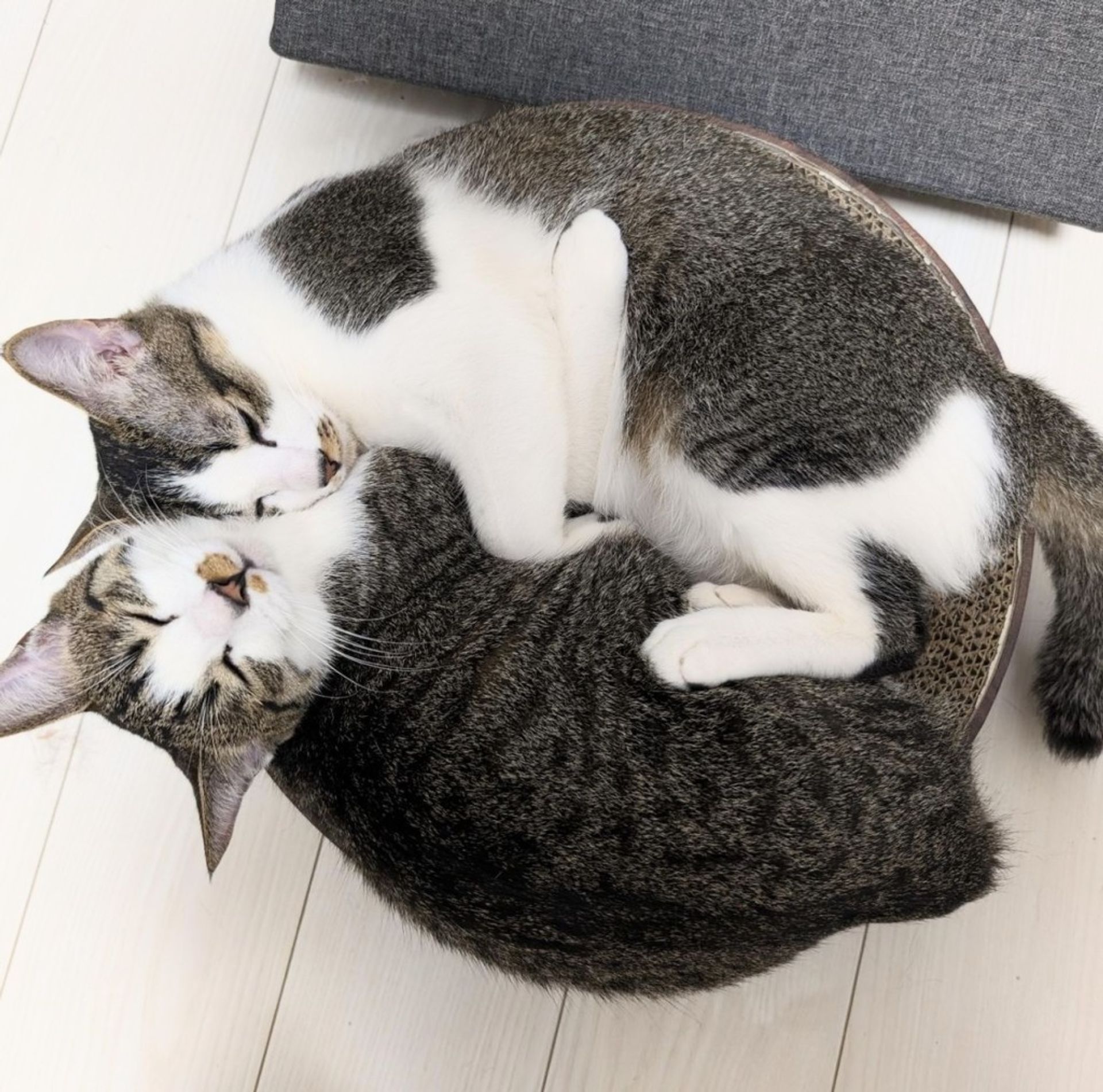 雑種（ミックス猫）・オスの里親募集の写真