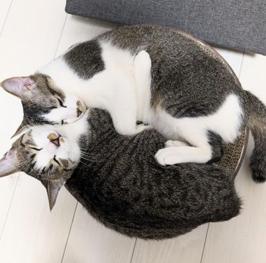 えのきとしめじ