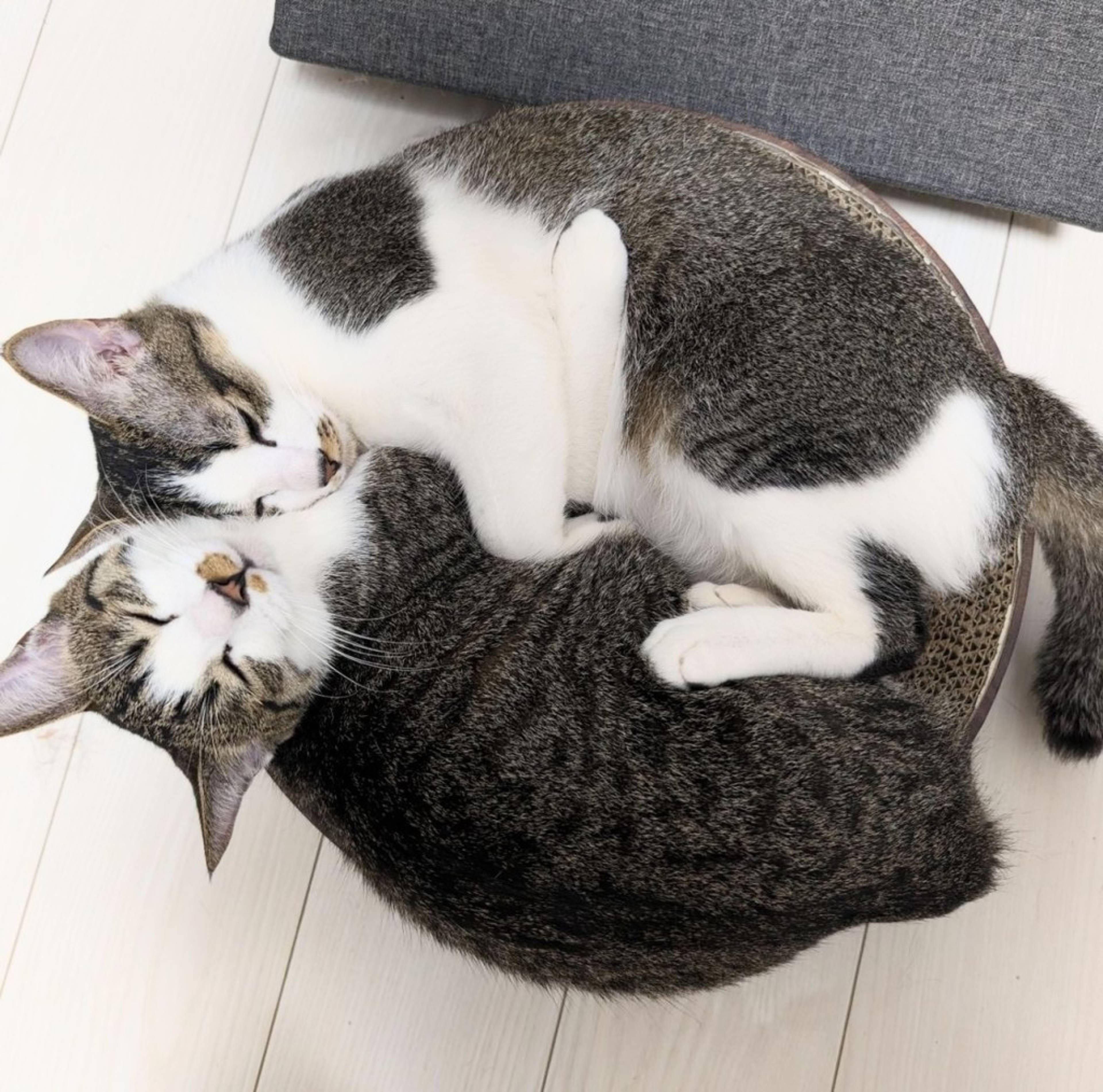 雑種（ミックス猫）・オスの里親募集の写真