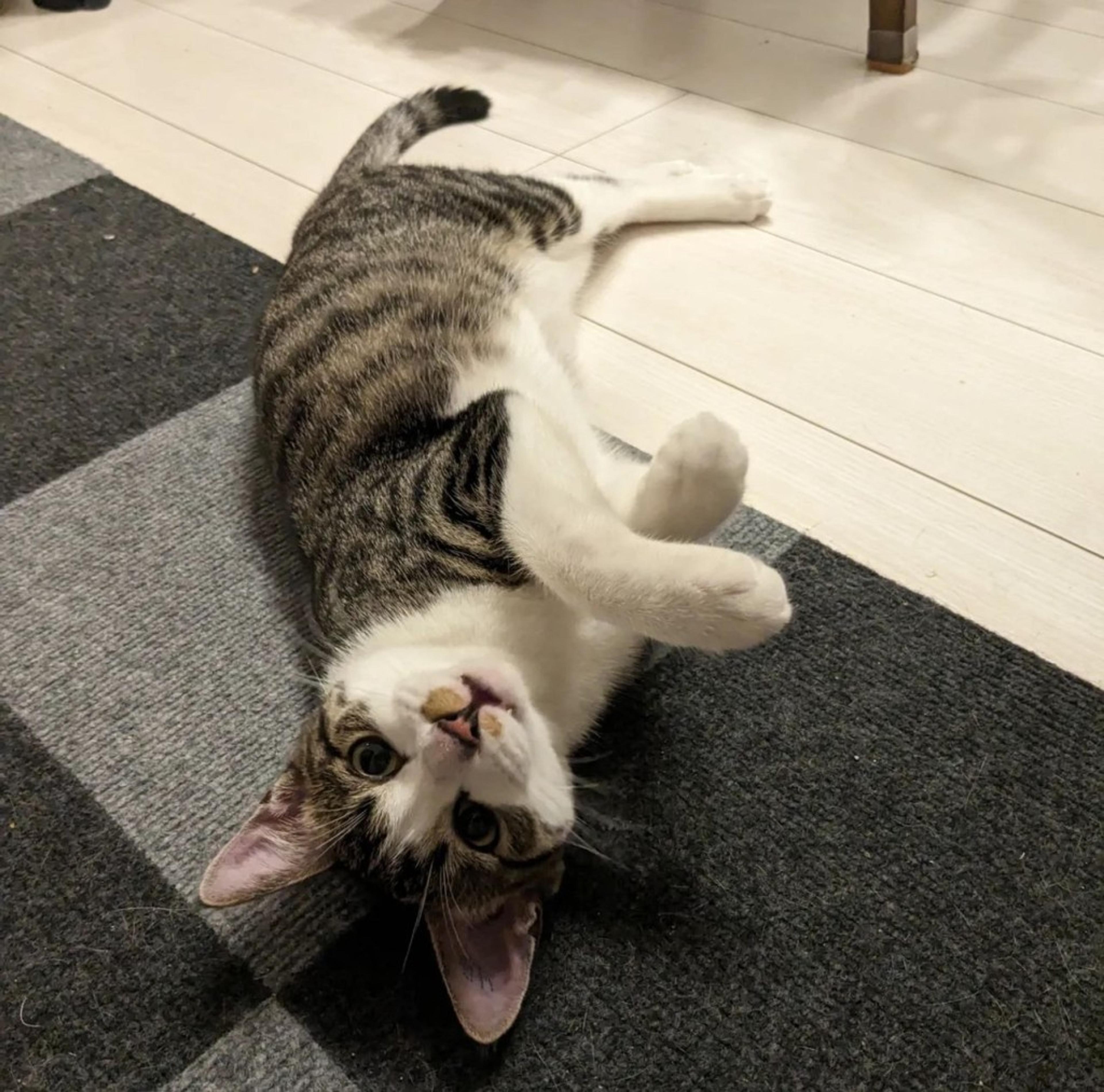 pet-image-4