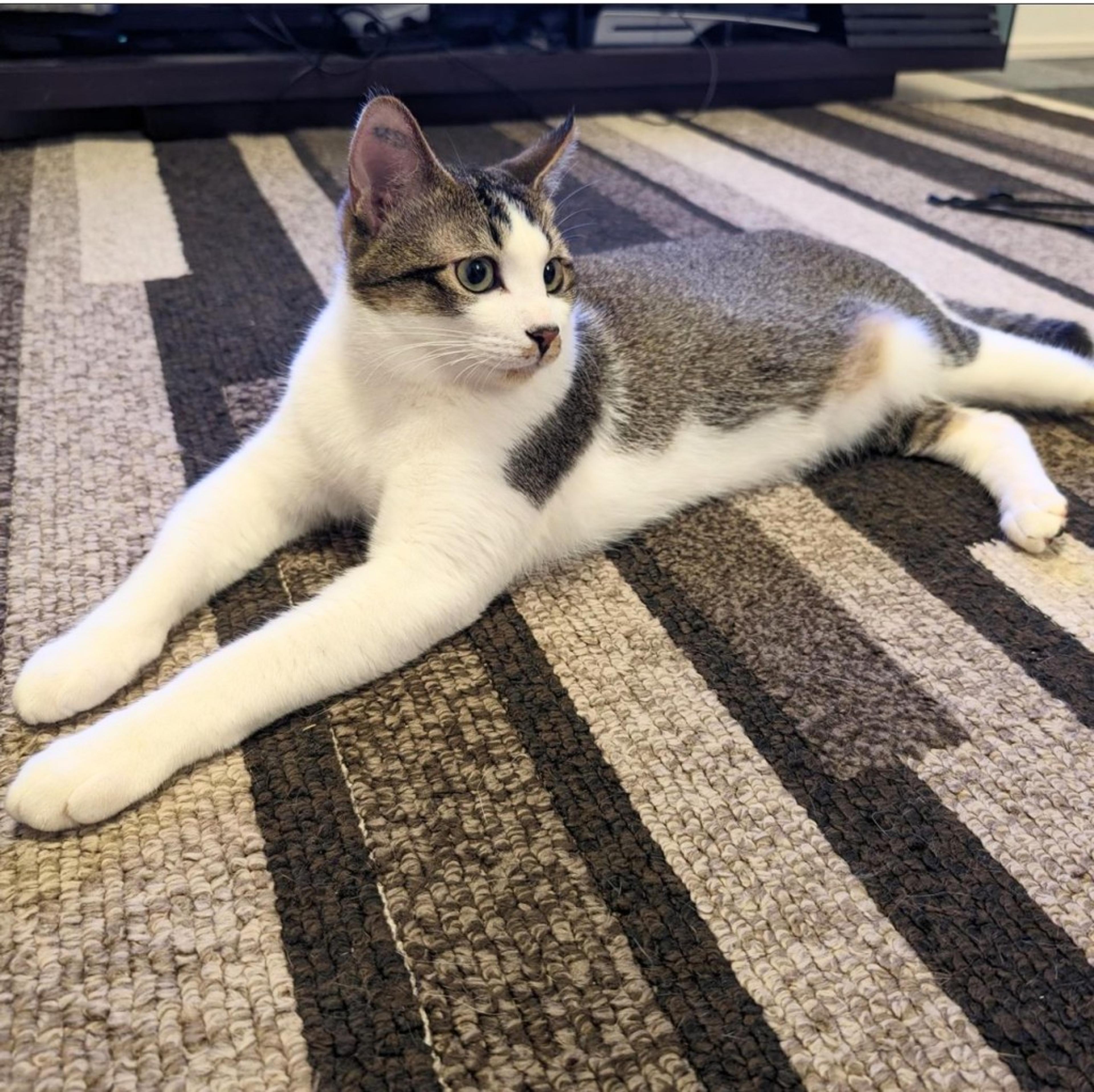pet-image-5