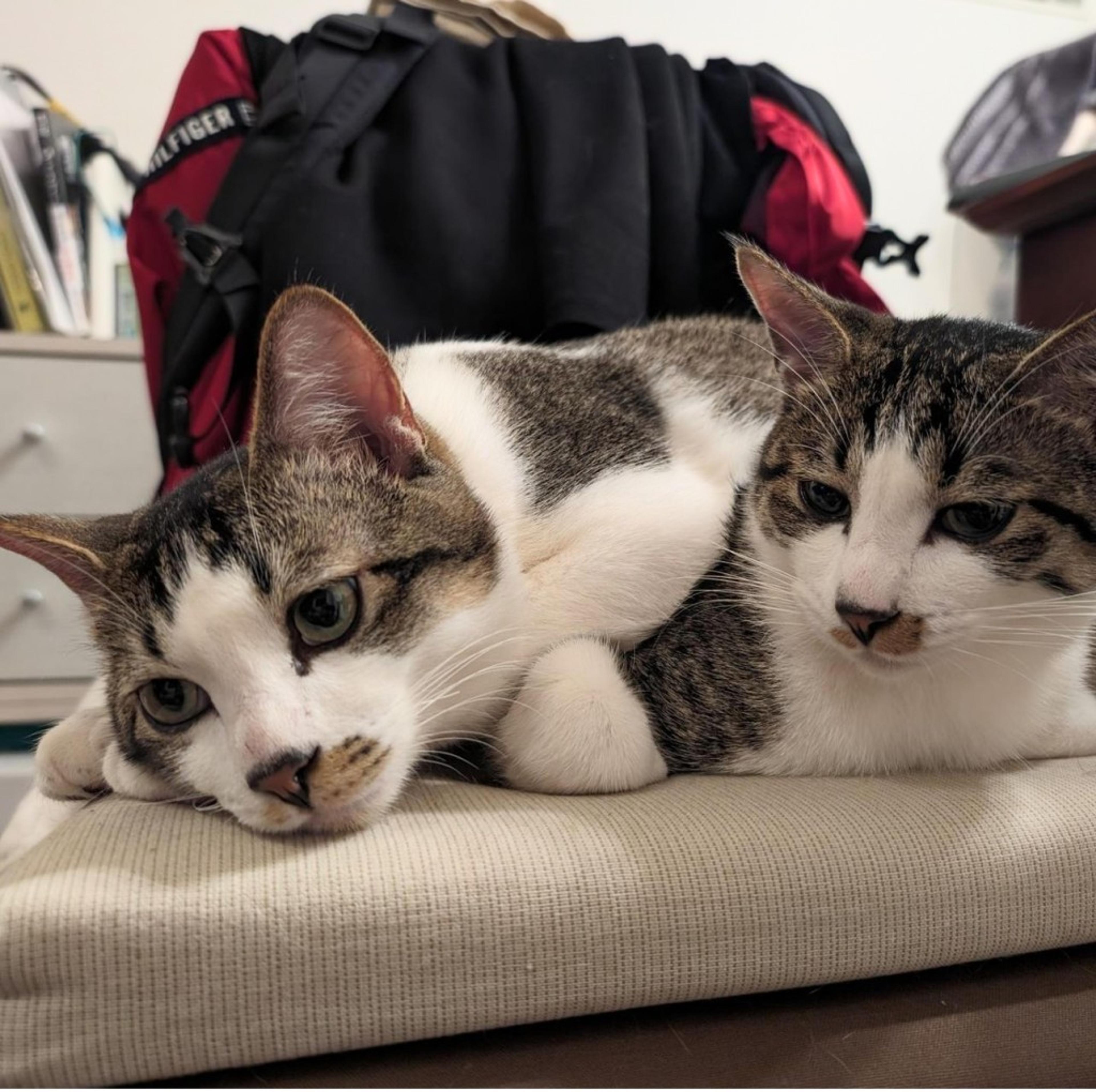 pet-image-6