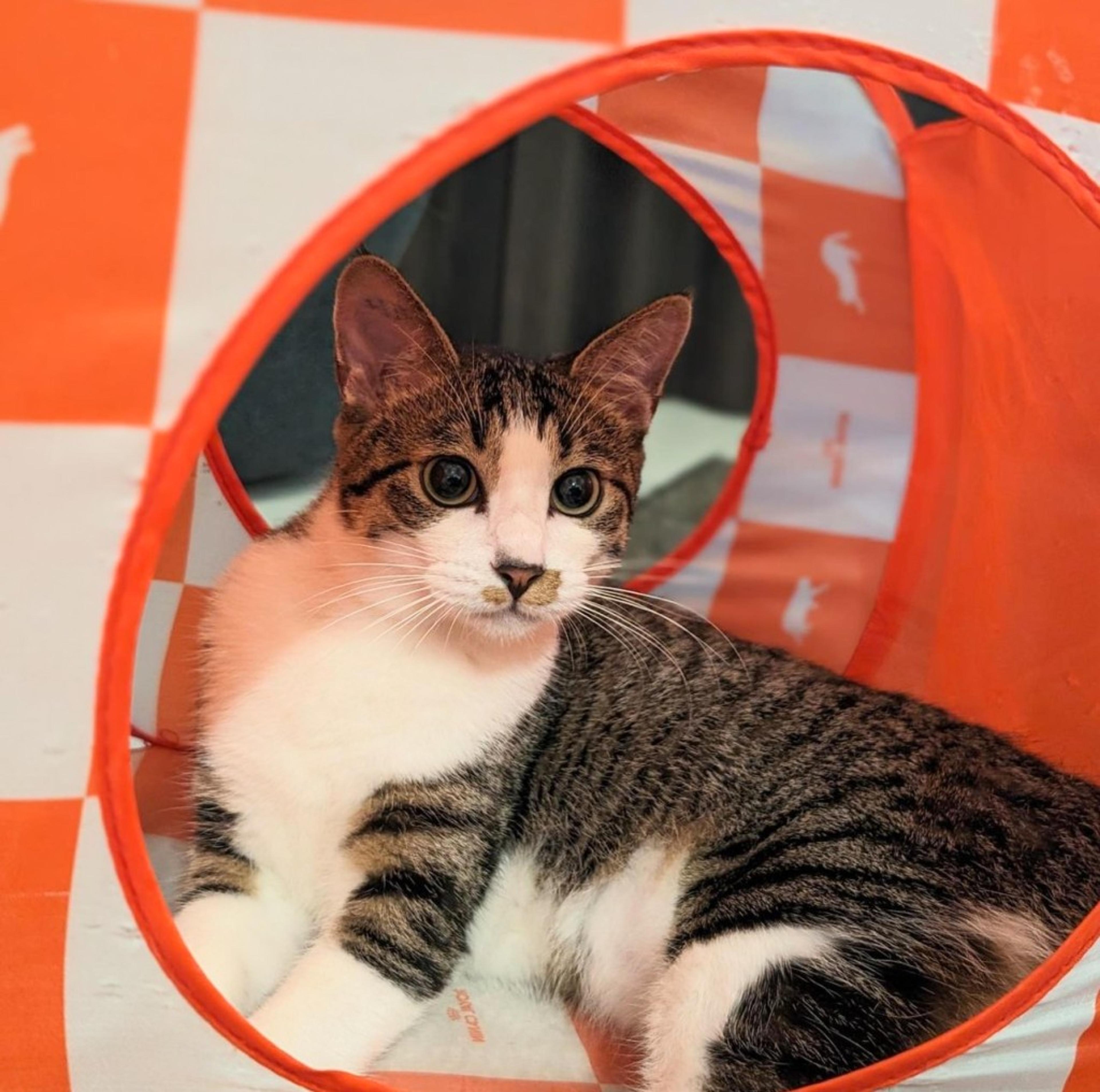 pet-image-7