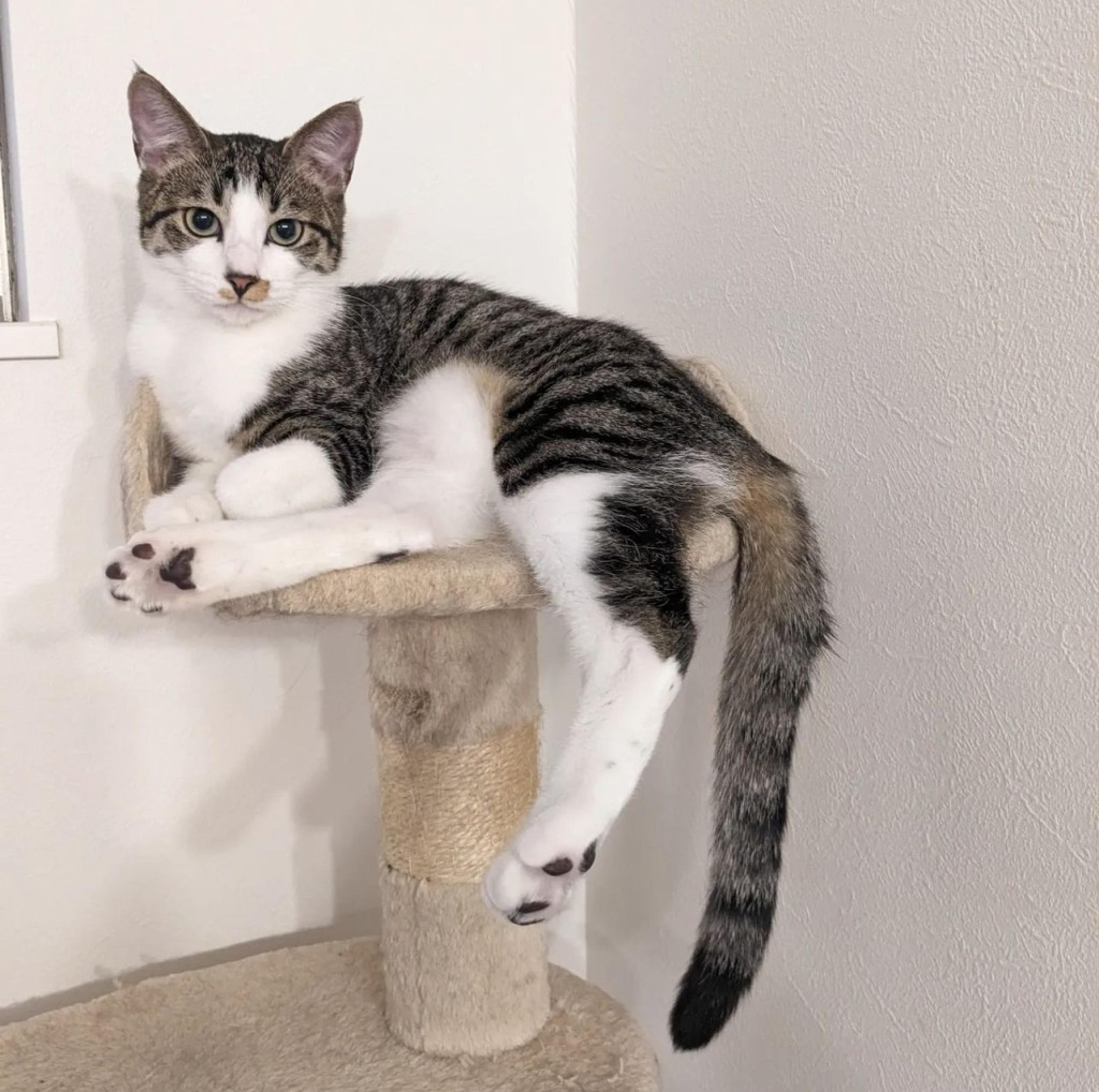 pet-image-3