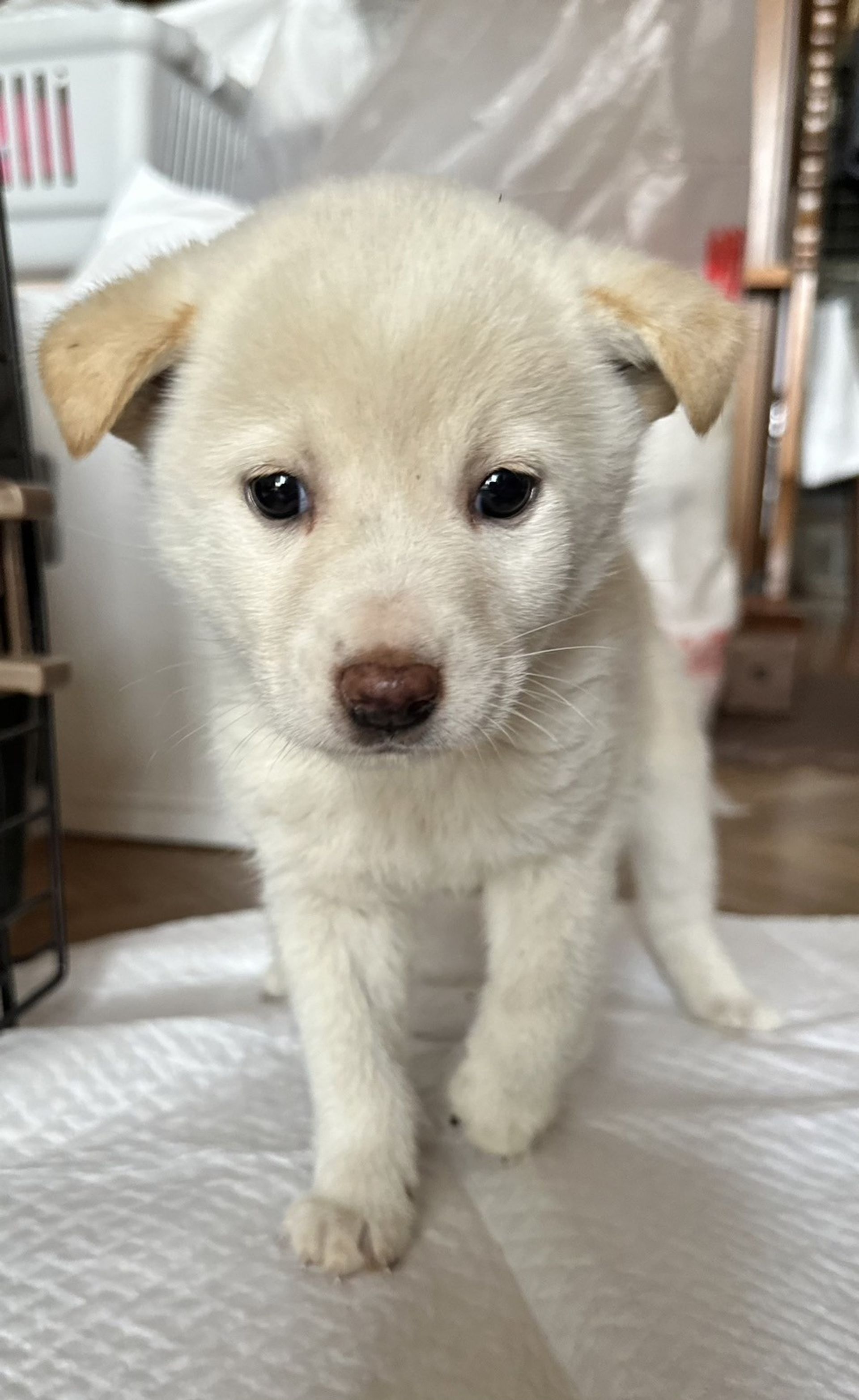 雑種（ミックス犬）・オスの里親募集の写真