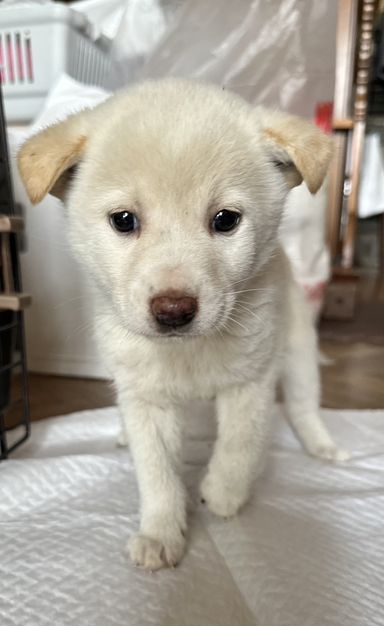 さく