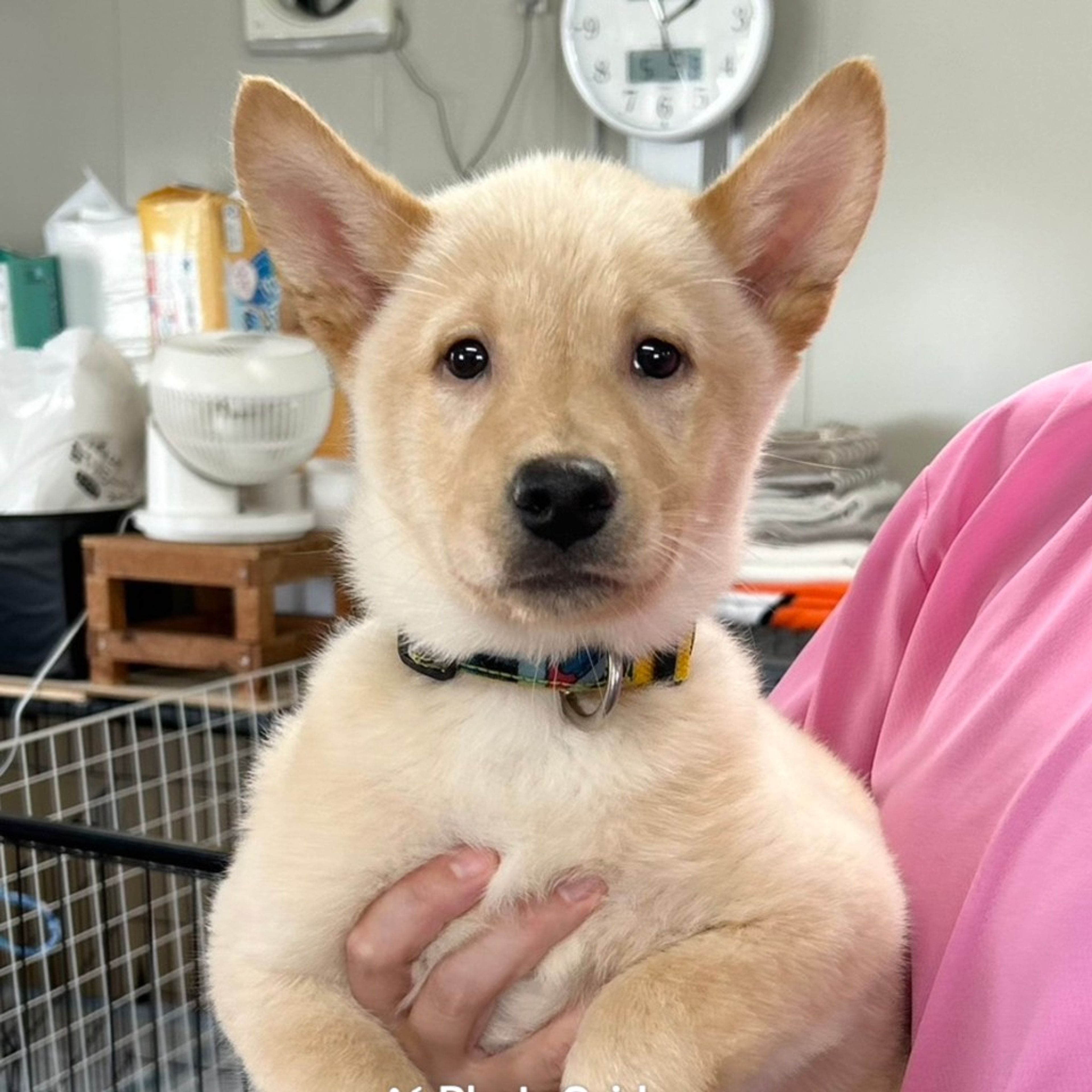 pet-image-2