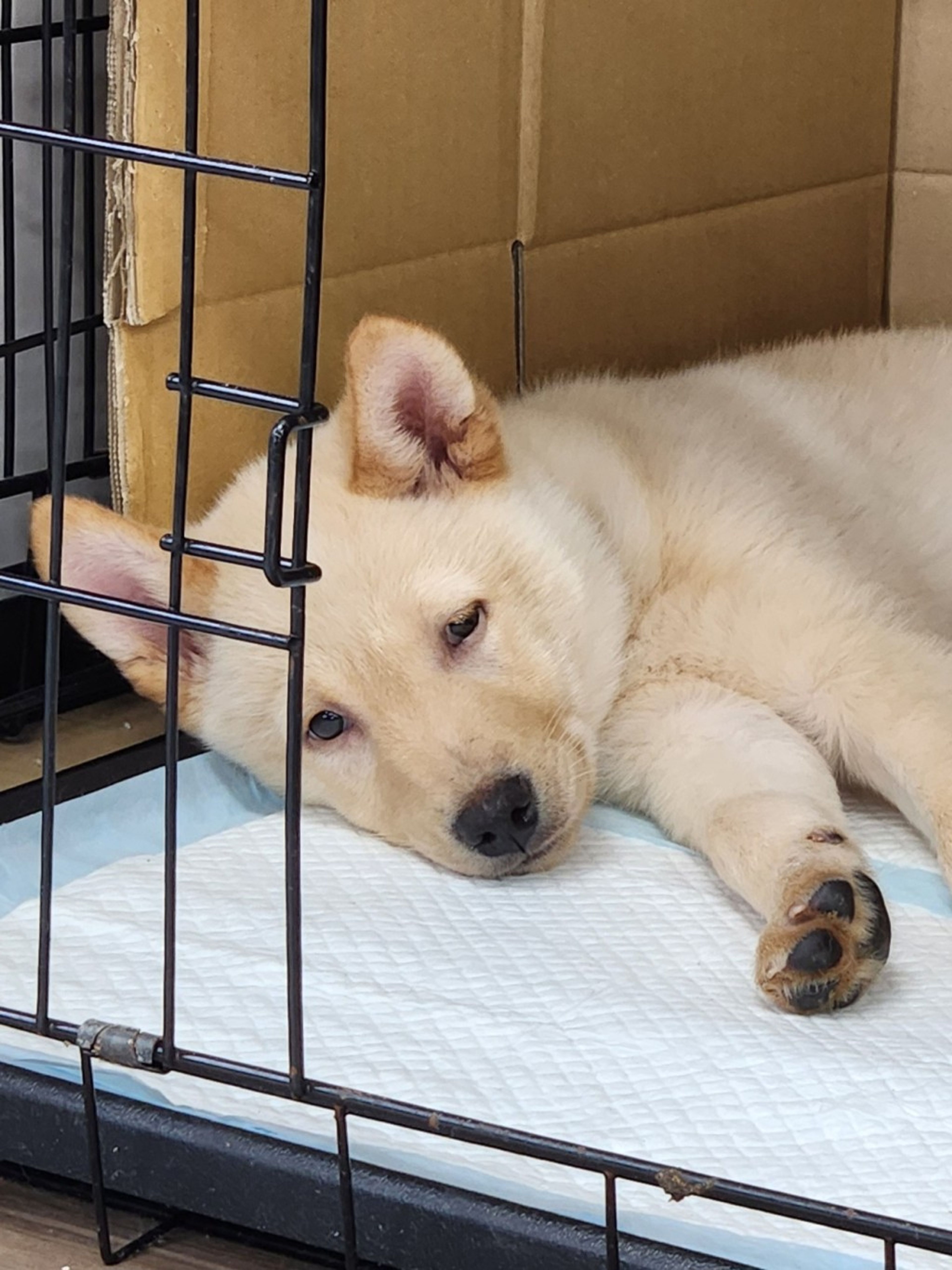 pet-image-3