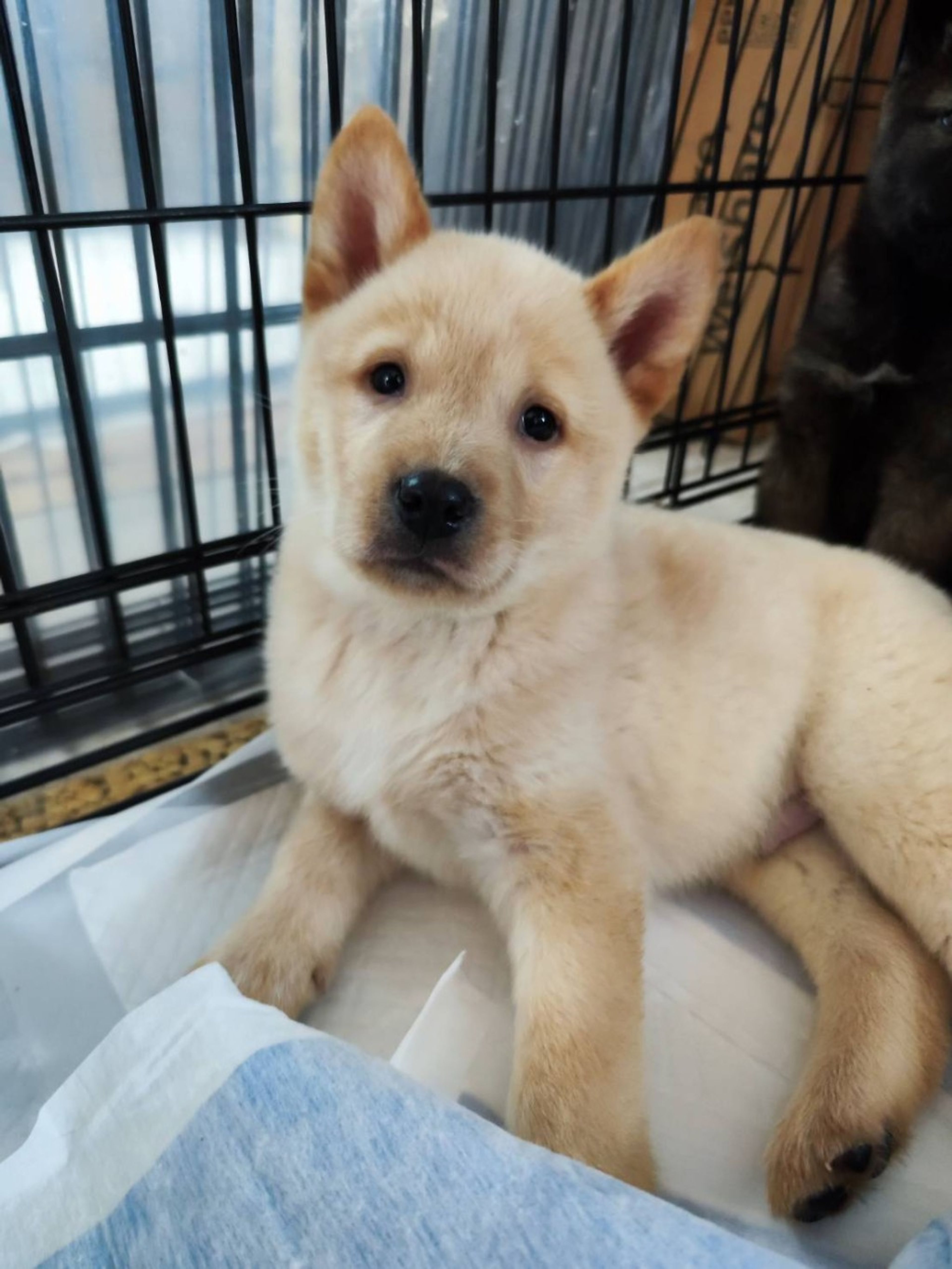 雑種（ミックス犬）・オスの里親募集の写真
