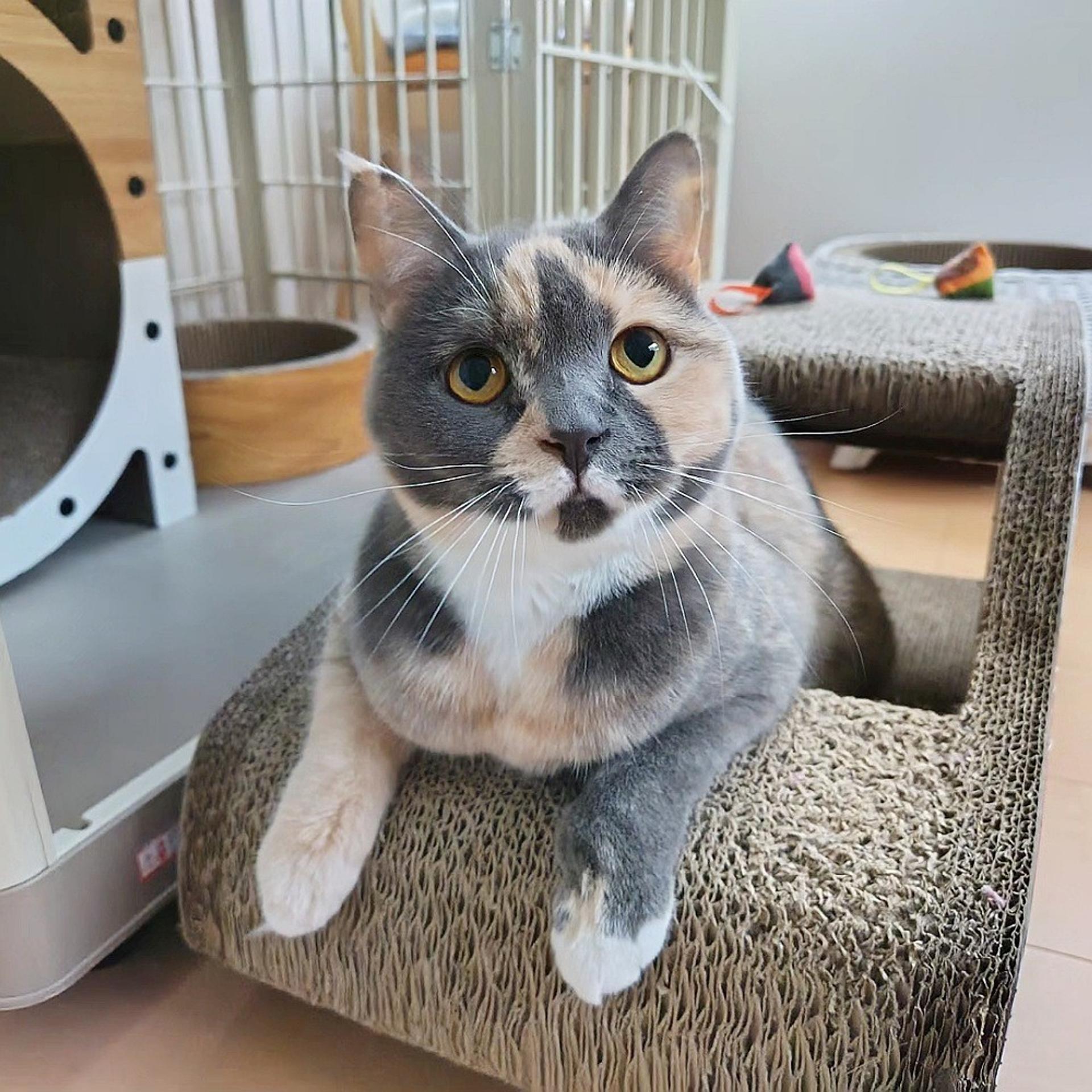 pet-image-2