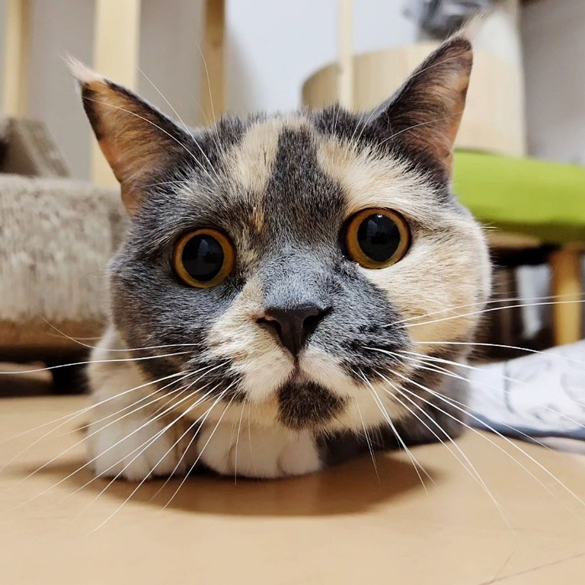 ブリティッシュショートヘア・メスの里親募集の写真