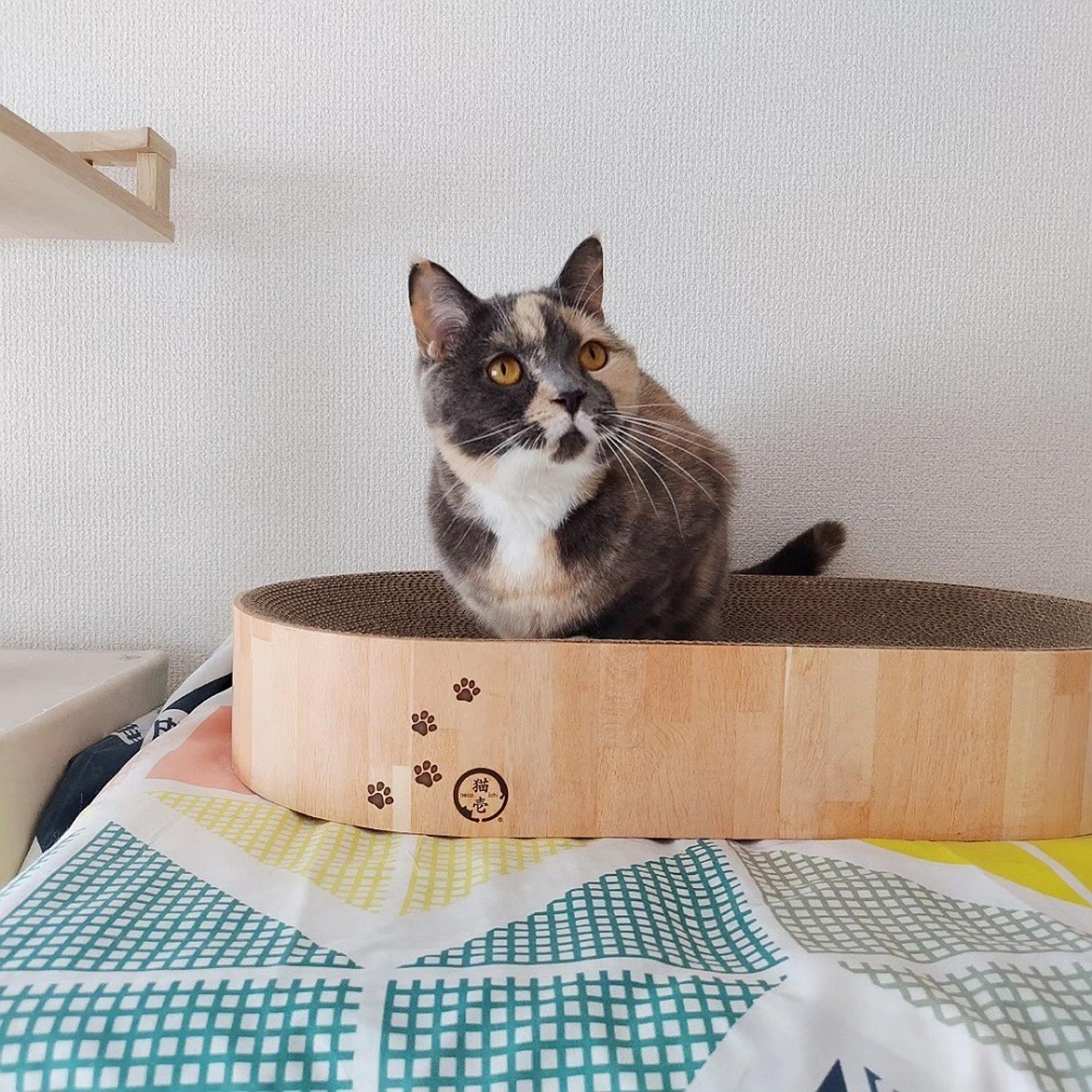 pet-image-8
