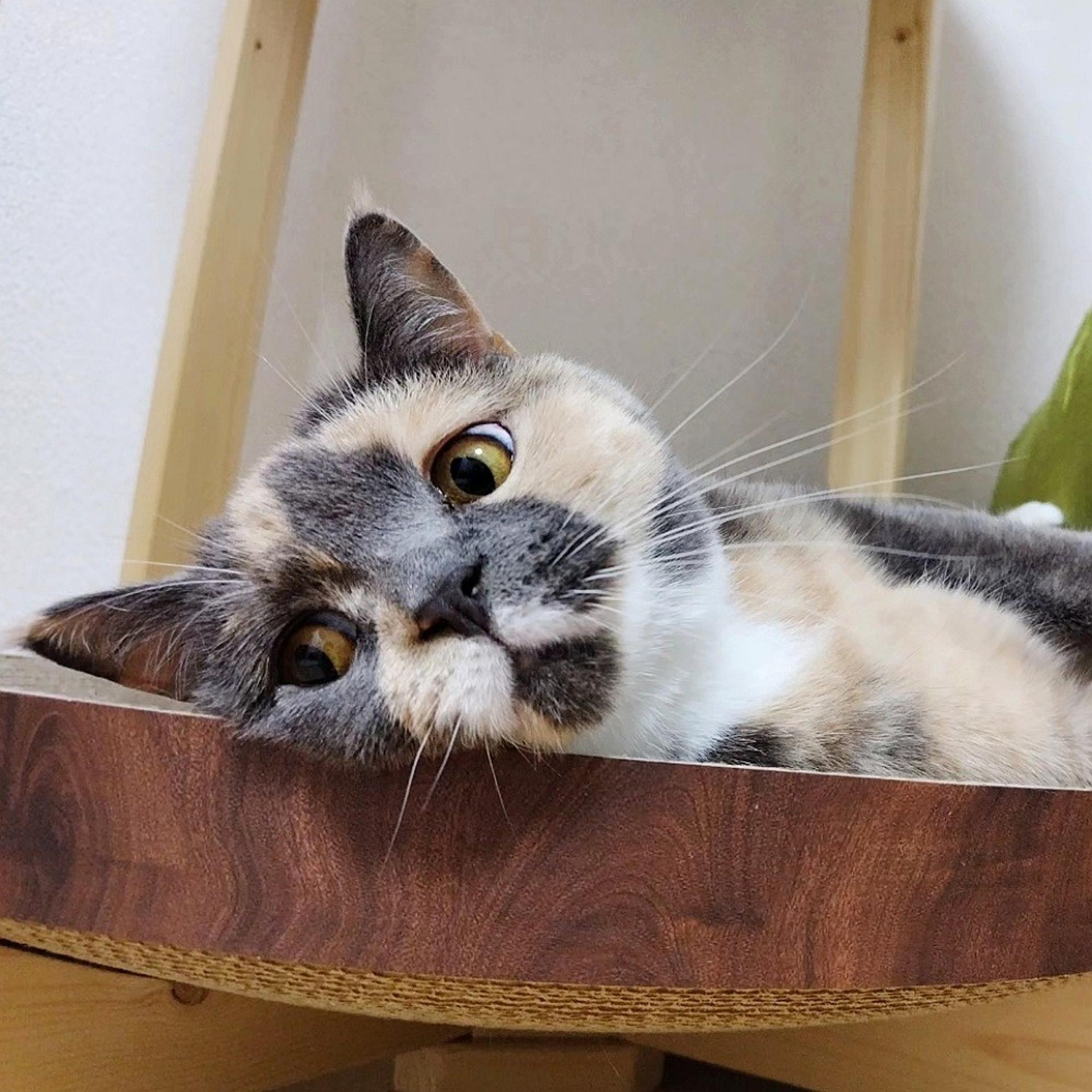pet-image-6