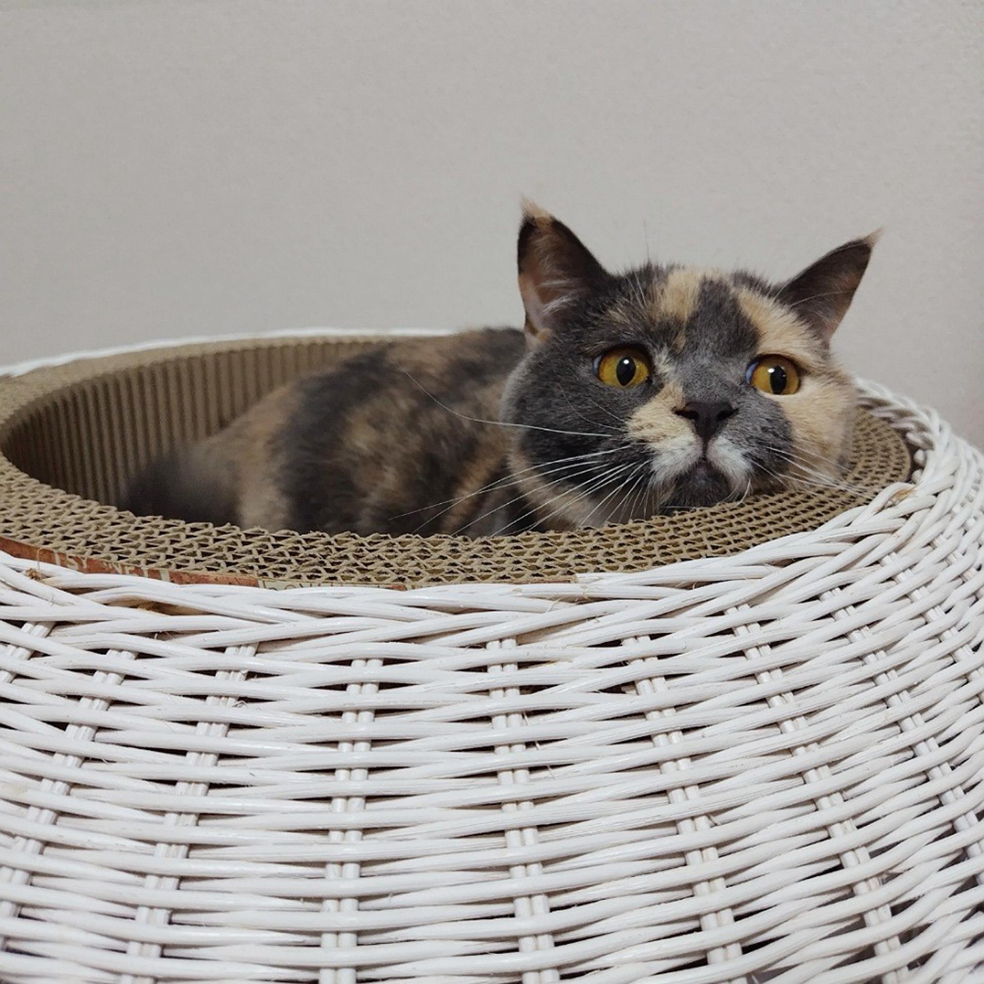 pet-image-7