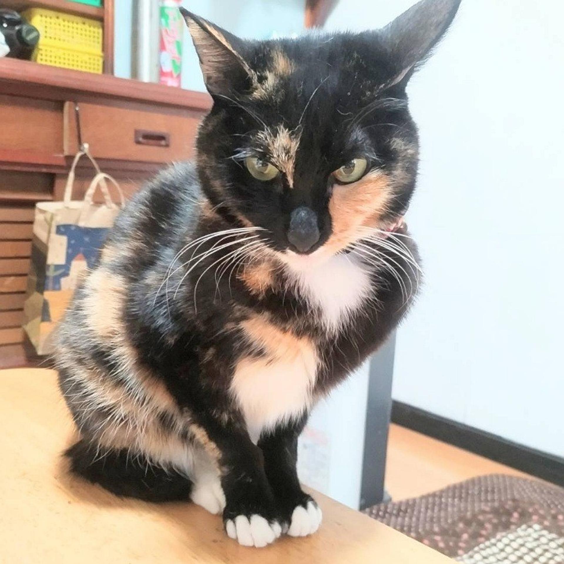 pet-image-7