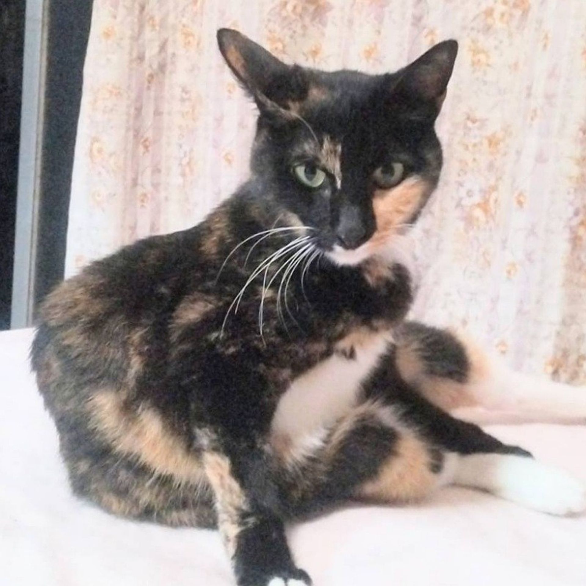 雑種（ミックス猫）・メスの里親募集の写真