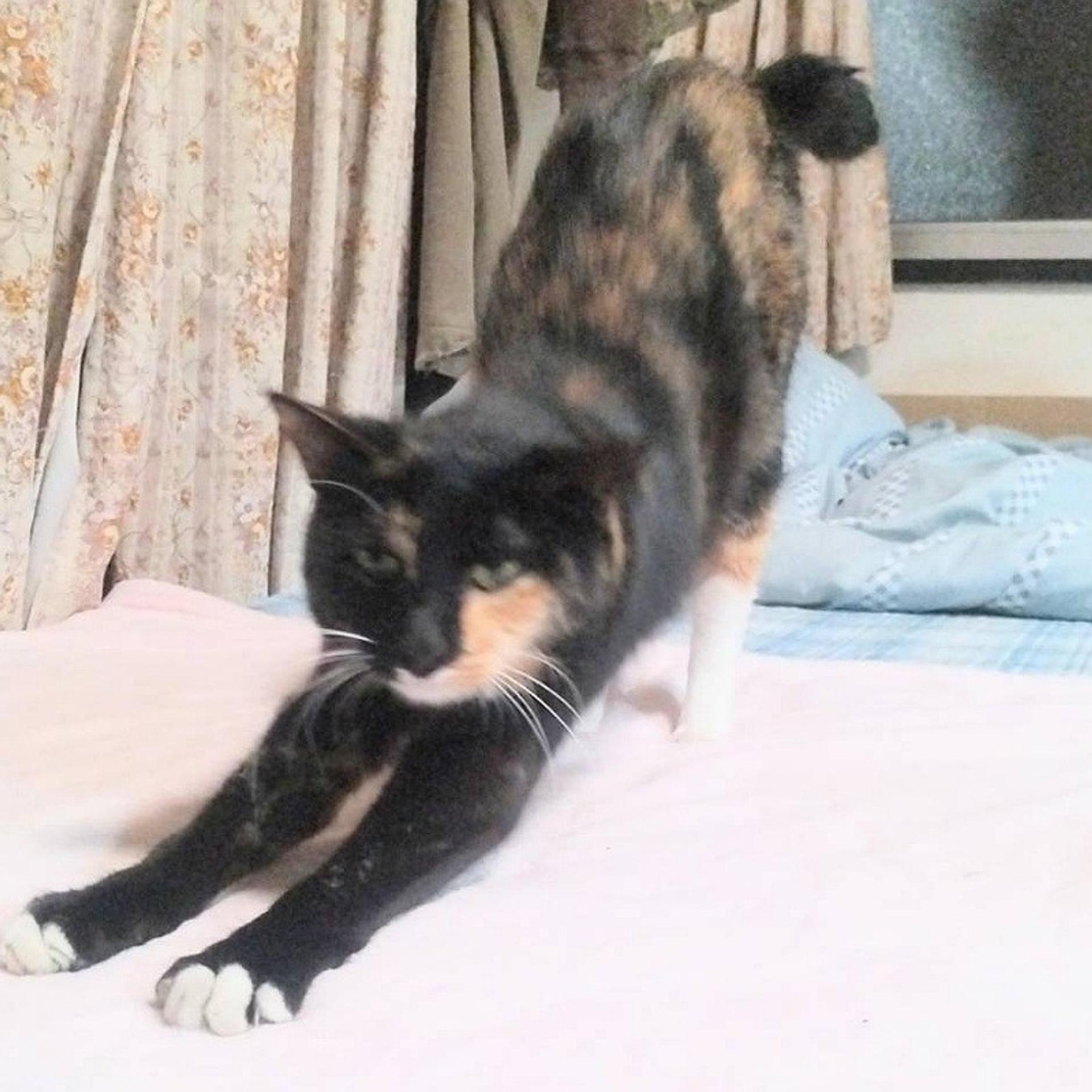 pet-image-4