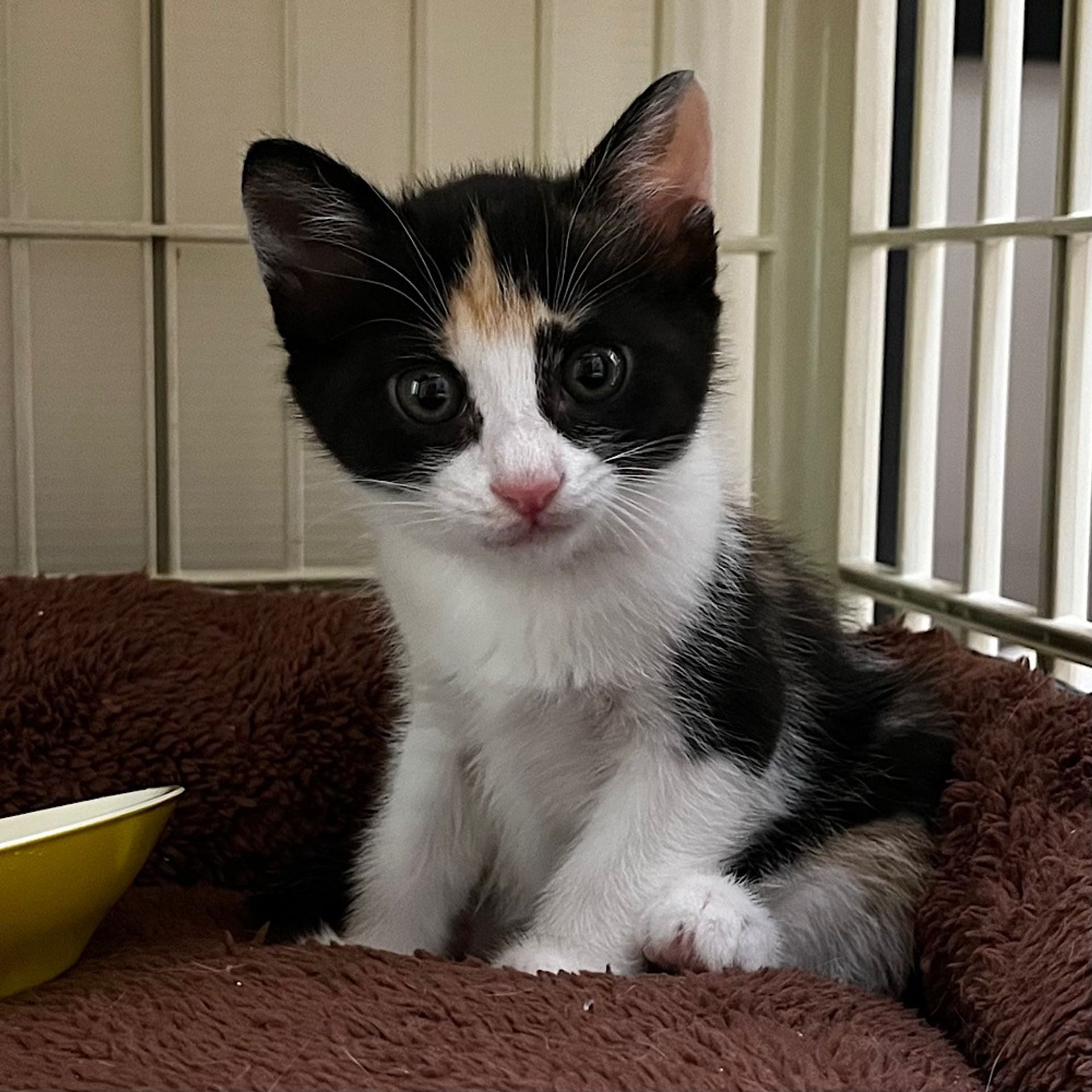 雑種（ミックス猫）・メスの里親募集の写真