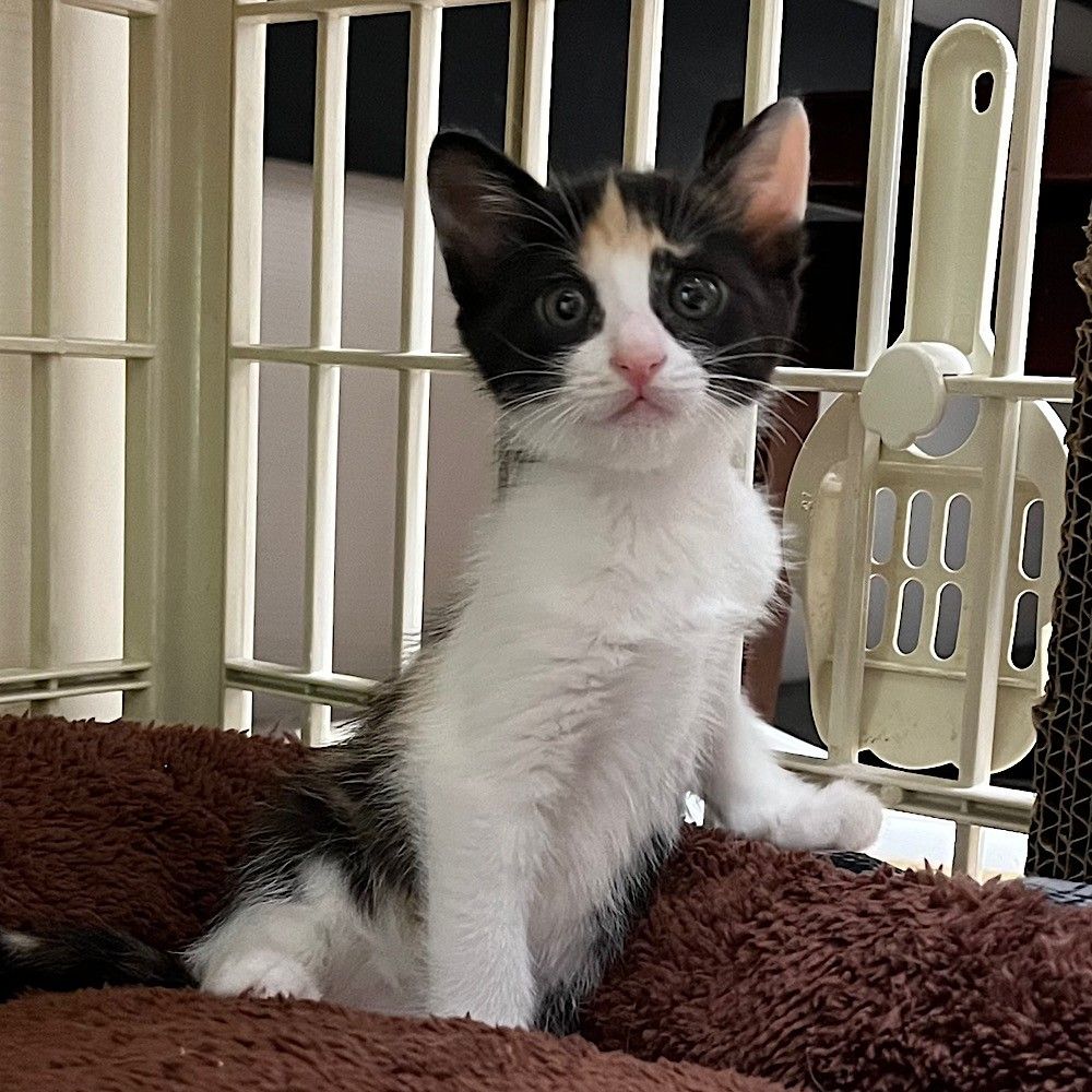 雑種の三毛 愛らしいパステル三毛♡とても活発な元気っこ | 雑種（ミックス猫