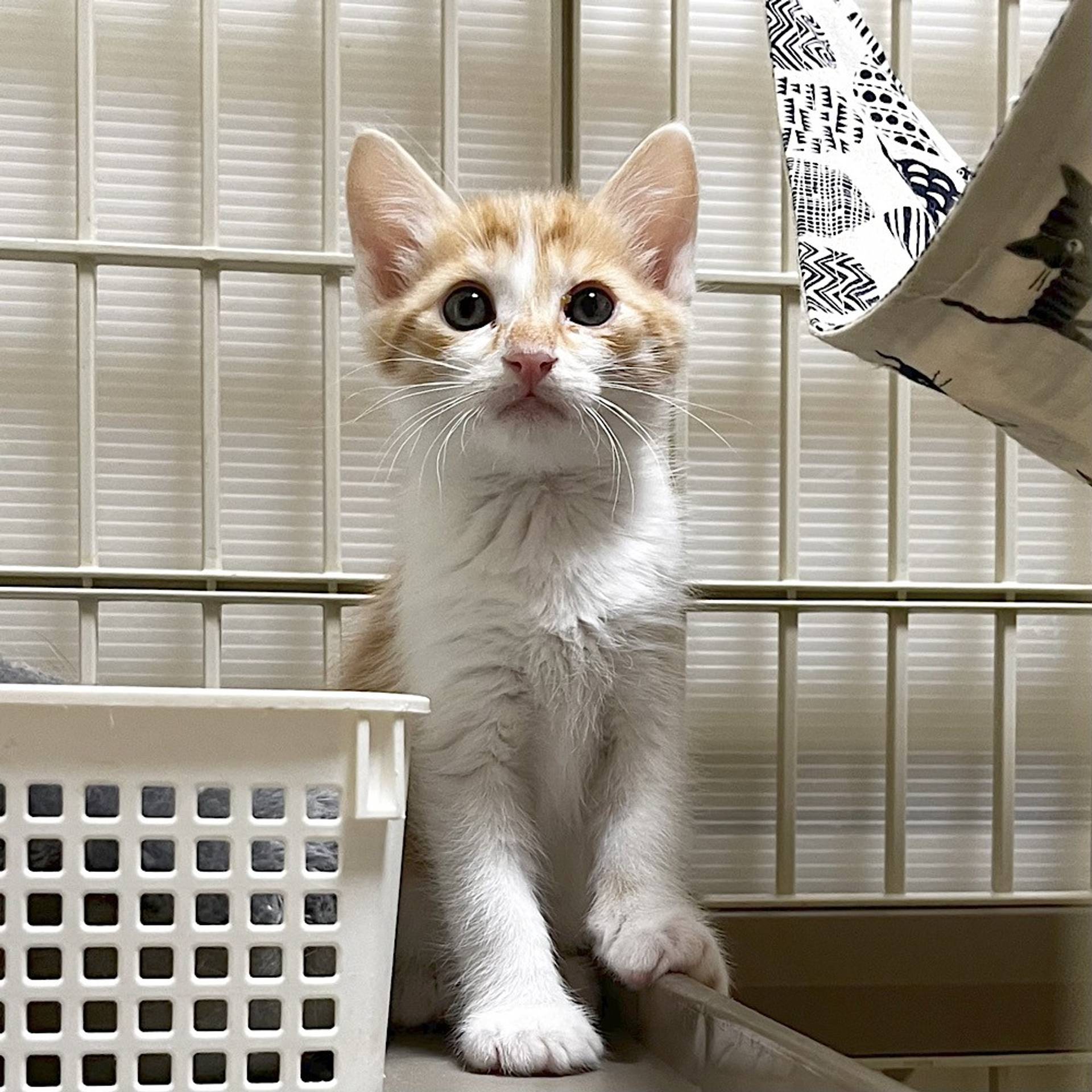 雑種（ミックス猫）・オスの里親募集の写真