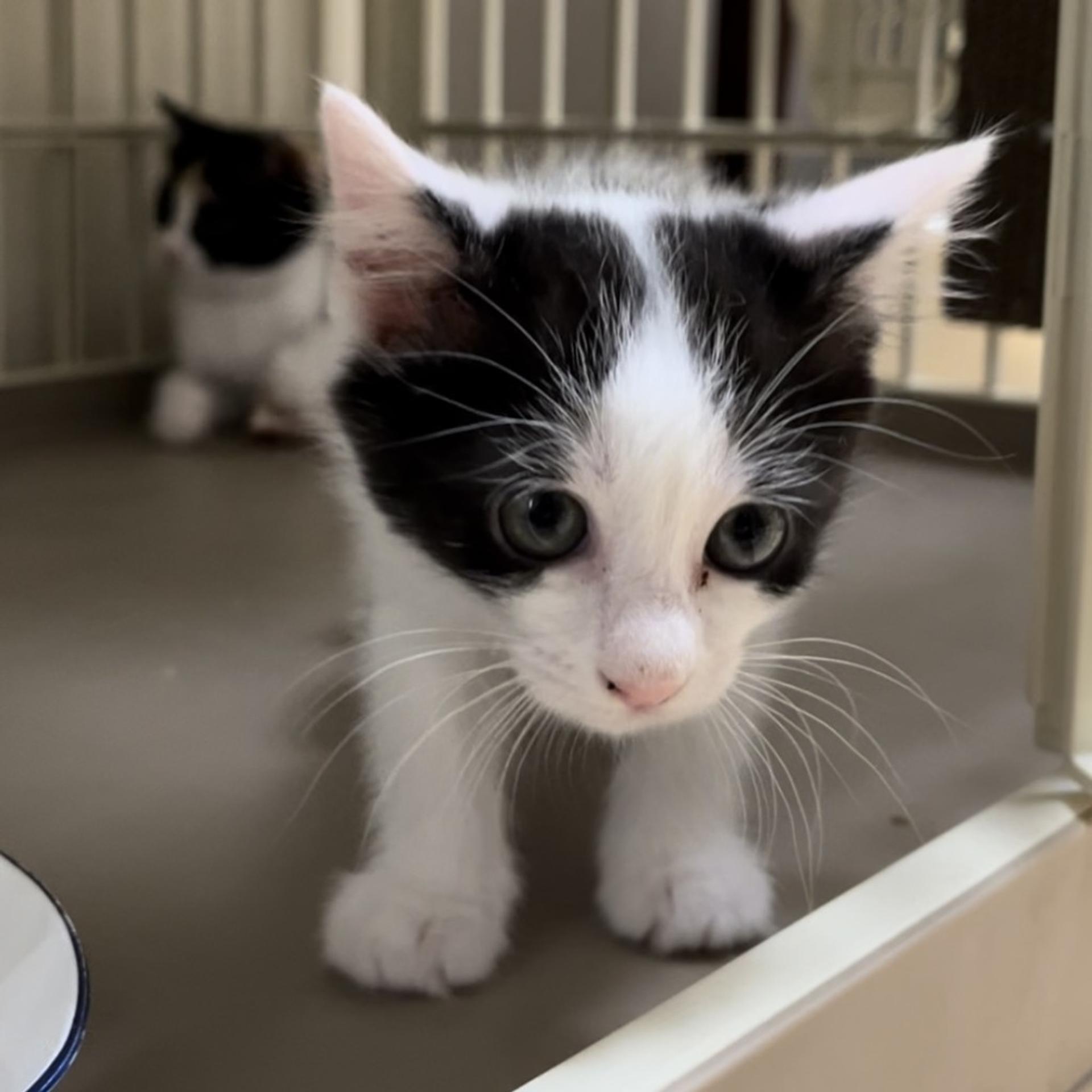 pet-image-4