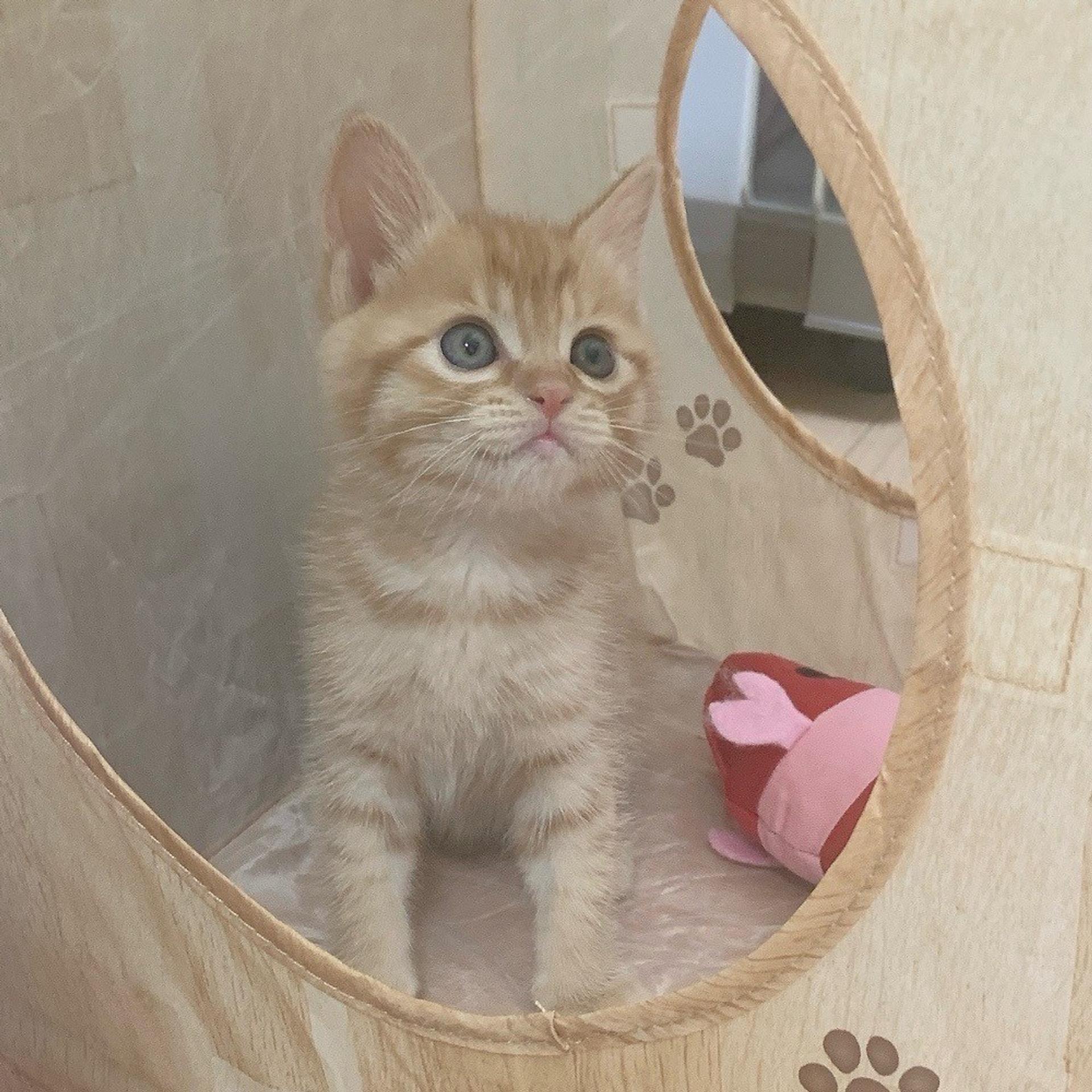 pet-image-6