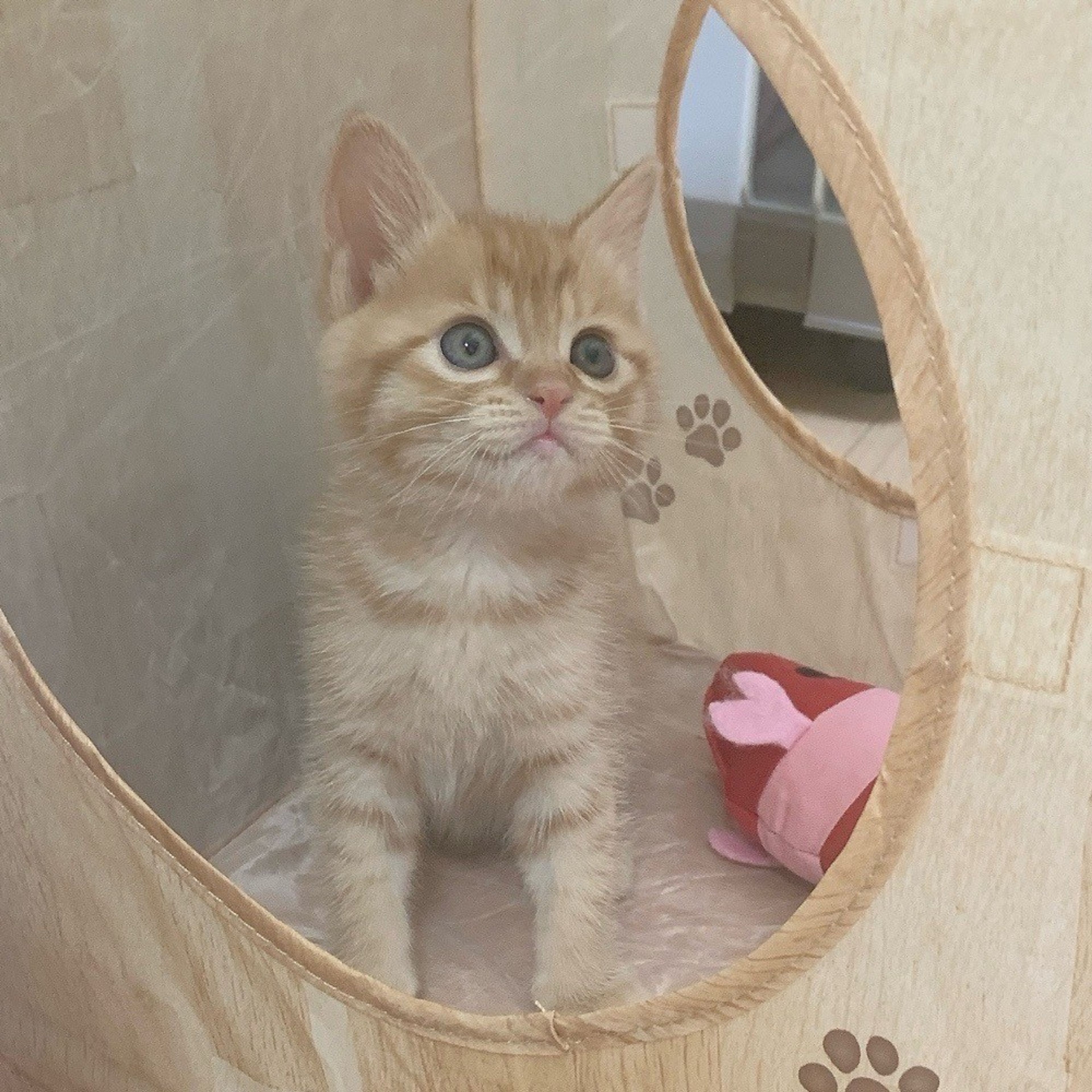 pet-image-6